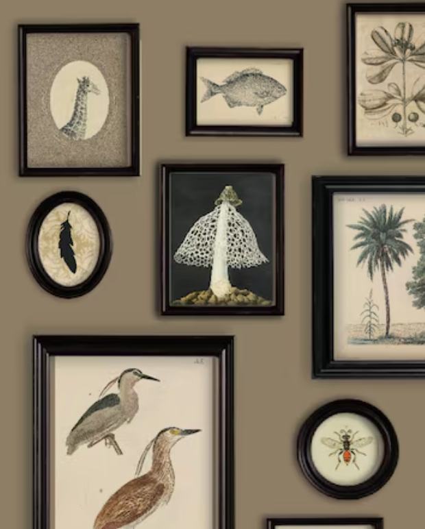 Animals, Insects, Fish