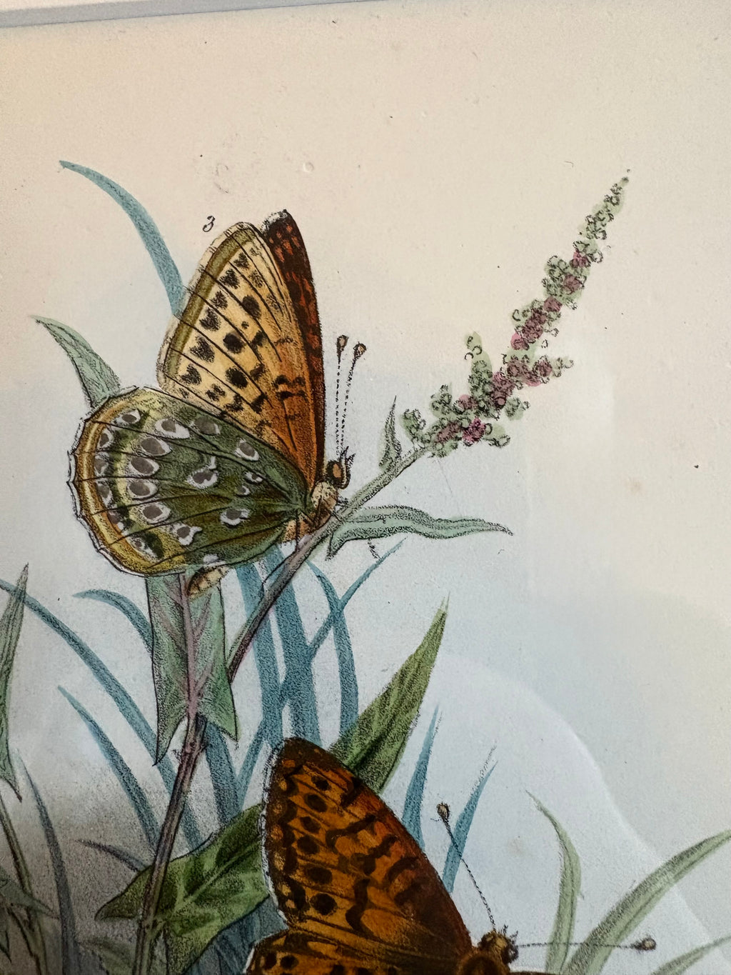 1840s Genuine antique butterfly lithograph with hand colouring, flowers, vintage framed art