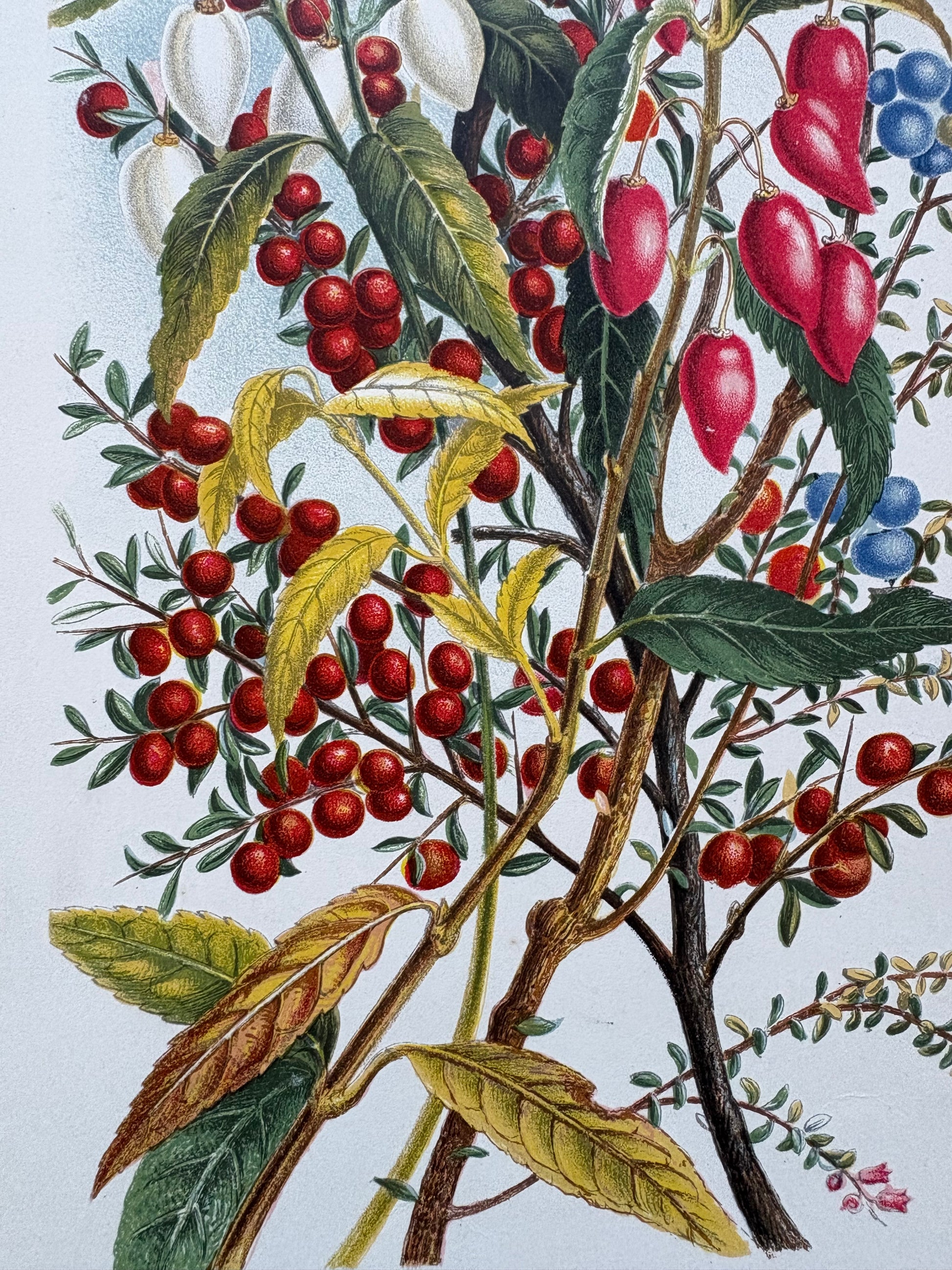 1891 Antique chromolithograph, Louisa A Meredith, Australian, botanical art