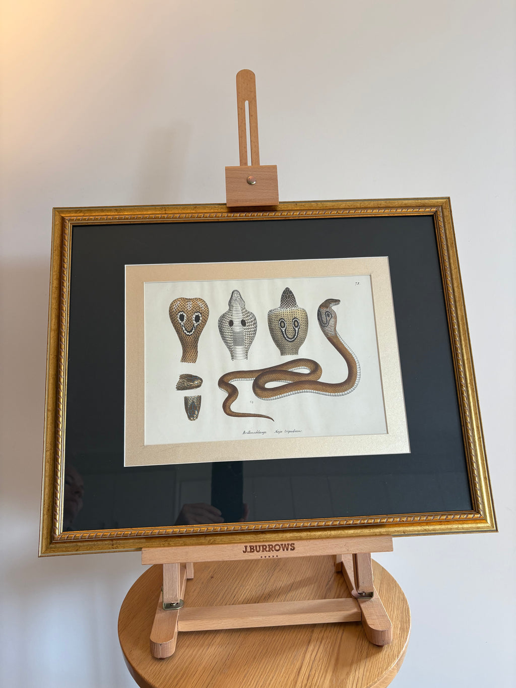 1820s original copperplate engraving, Cobra, snake, hand-coloured, antique framed art