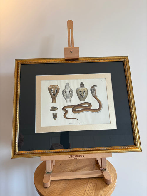 1820s original copperplate engraving, Cobra, snake, hand-coloured, antique framed art