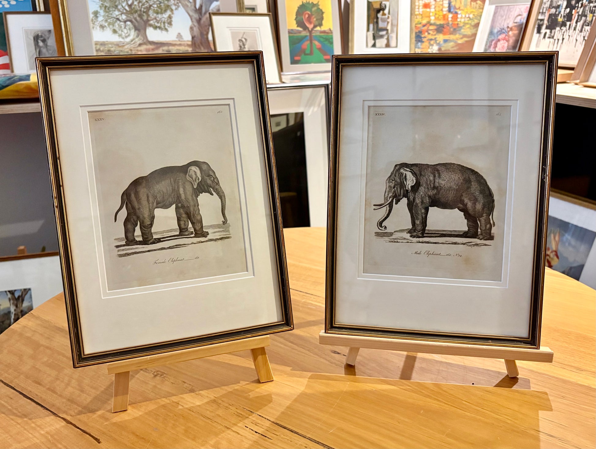 1793 Antique elephant engravings, J Webber, pair, framed vintage art