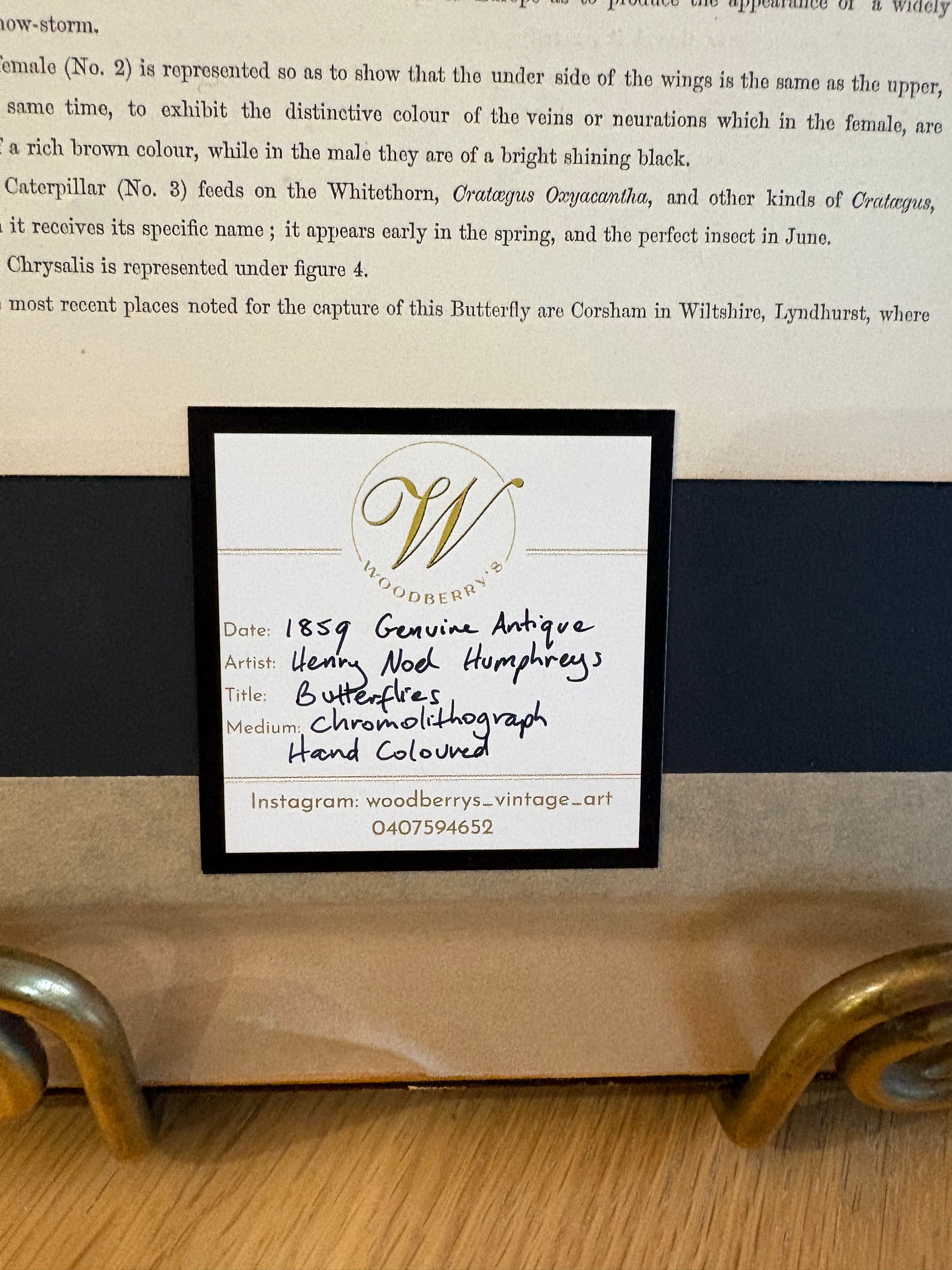 1859 Genuine antique butterfly lithograph with hand colouring, flowers, vintage framed art