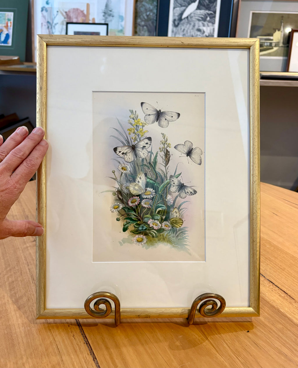 1859 Genuine antique butterfly lithograph with hand colouring, flowers, vintage framed art