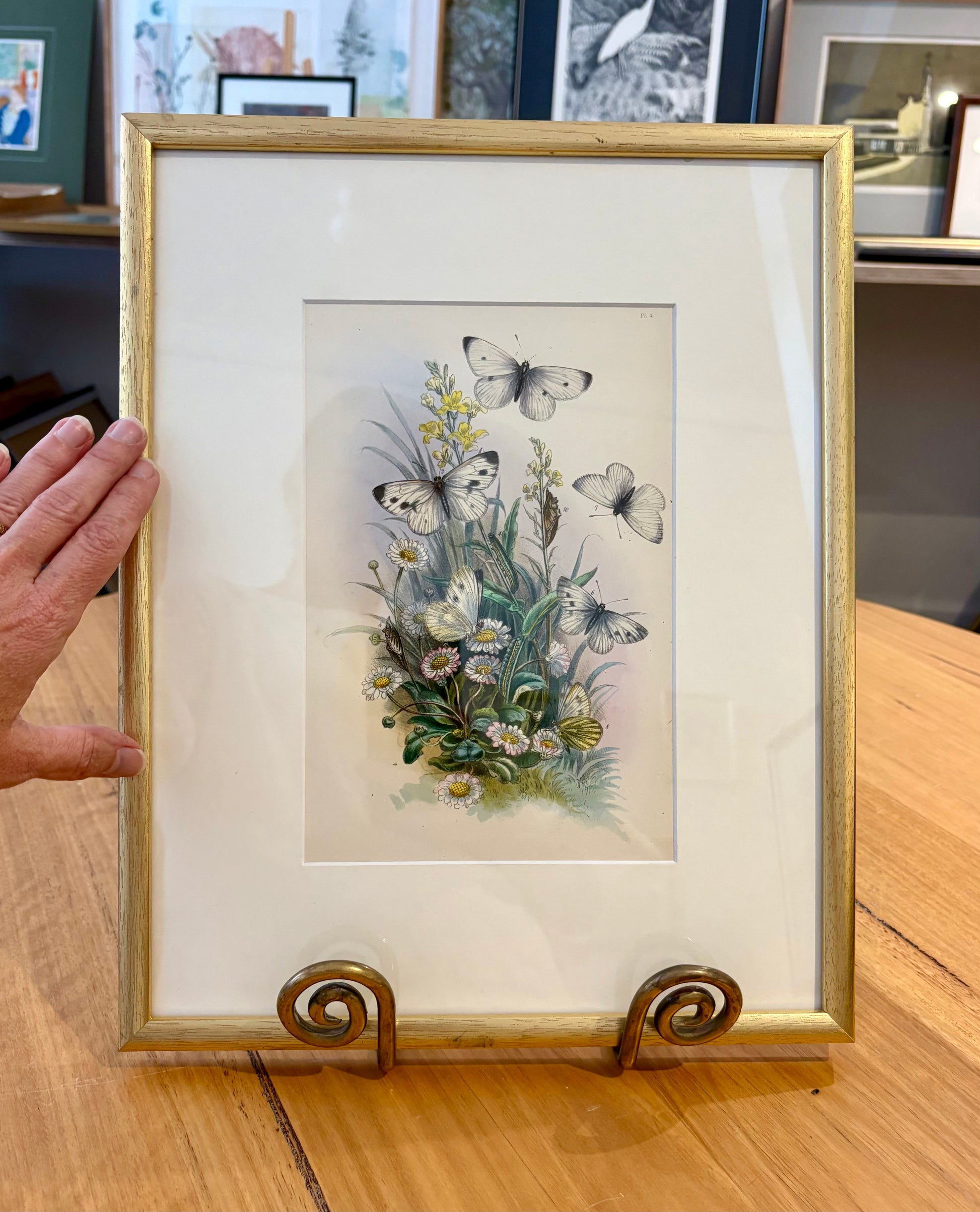 1859 Genuine antique butterfly lithograph with hand colouring, flowers, vintage framed art