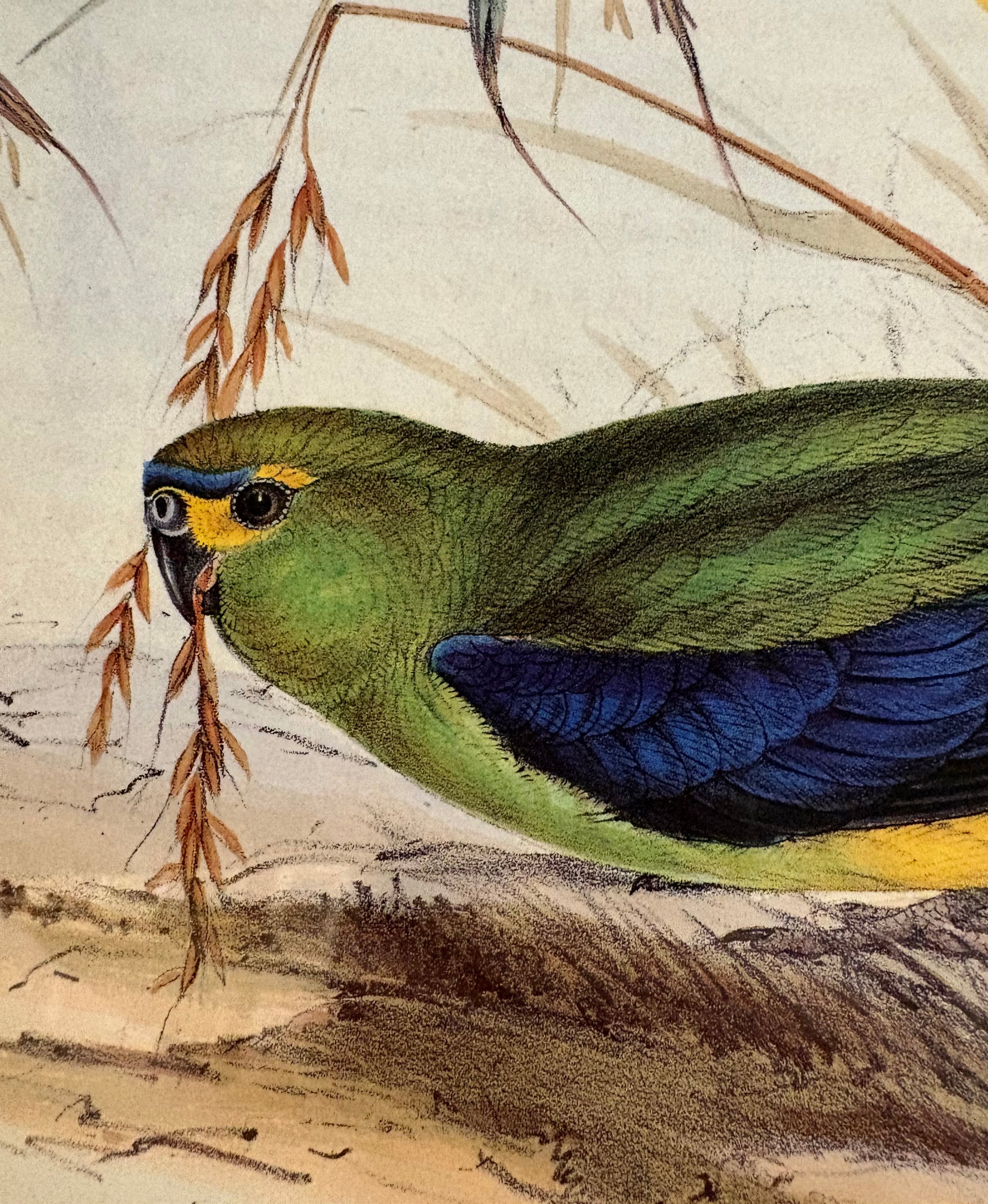 1989 Authentic limited edition 64/500 Gould print, Parakeet, vintage art