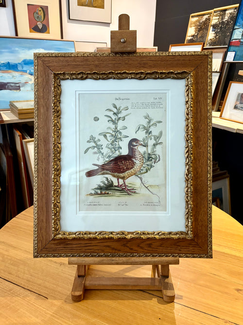 1760s Genuine antique, Bird, engraving, hand coloured, carved frame, original vintage art