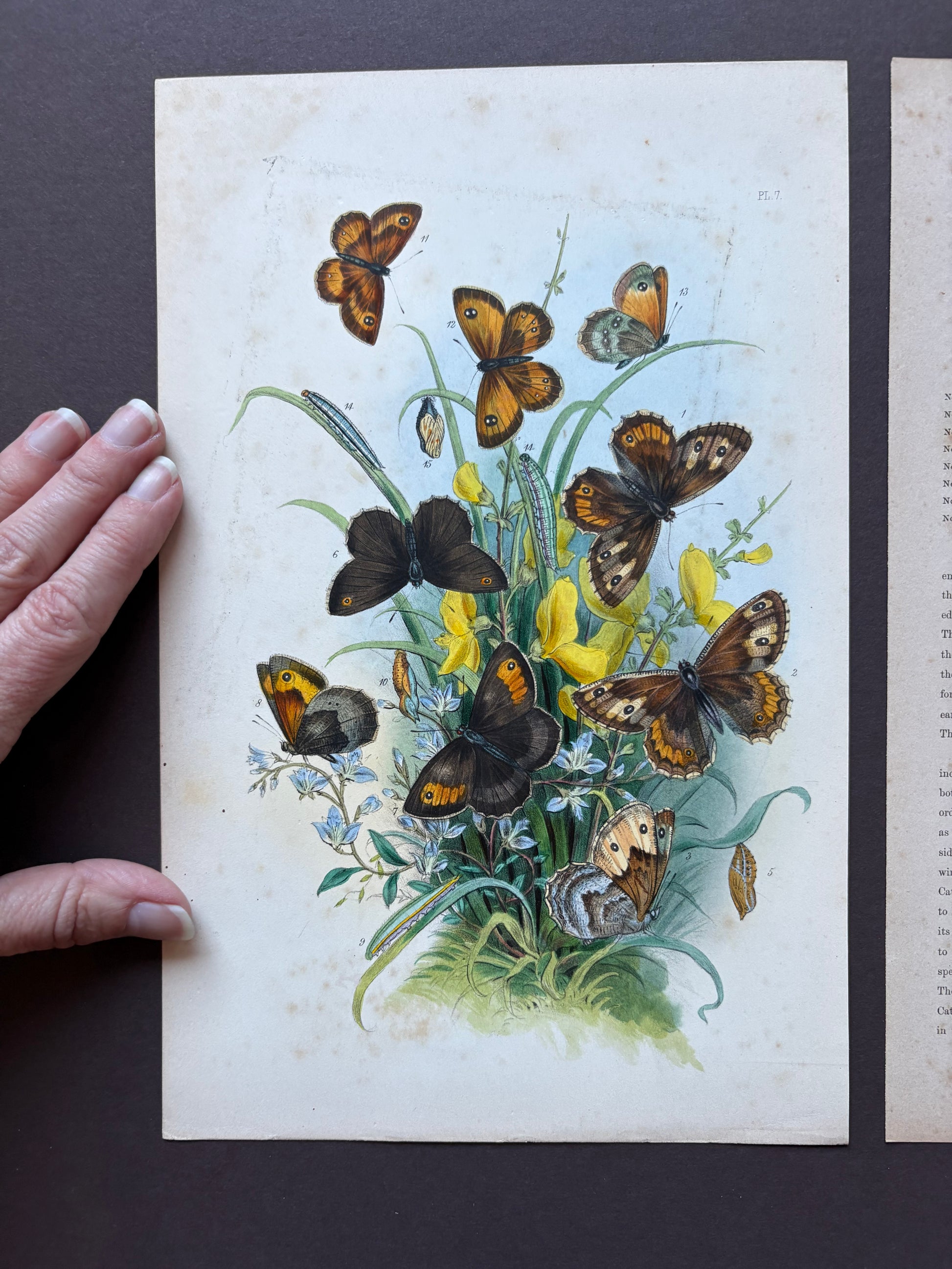 1840s Genuine antique butterfly lithograph with hand colouring, flowers, vintage art