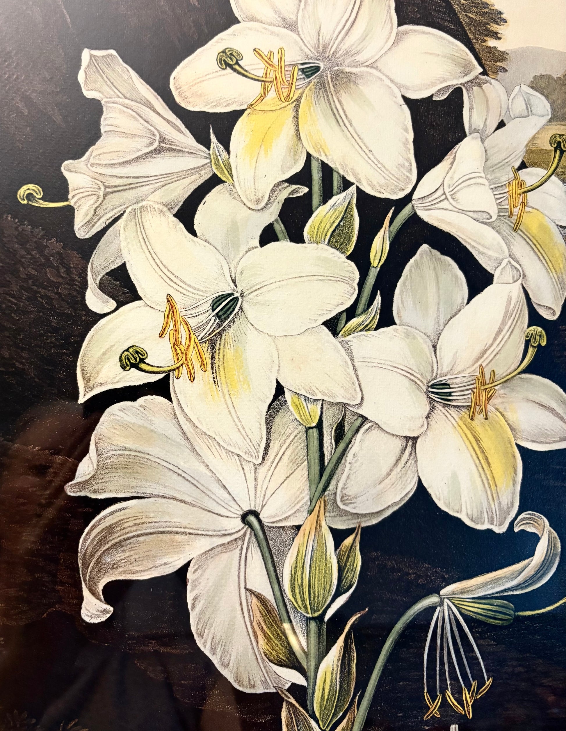 Framed large White Lily print, Temple of Flora, Robert Thornton, quality framed art