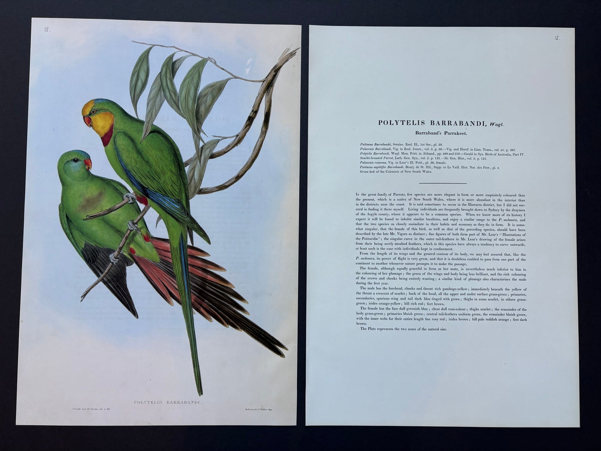 1989 Authentic limited Edition Gould print, Baraband's Parakeet, vintage art