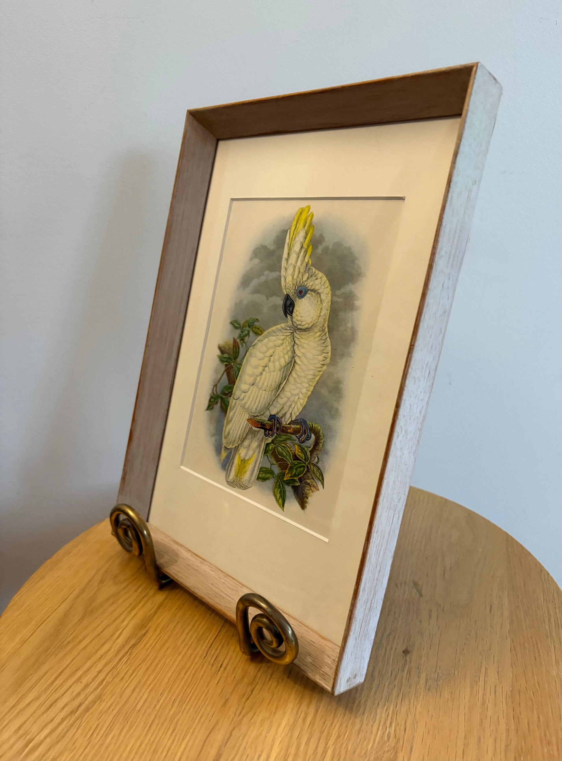 Miniature Gould "Birds of Australia" 1948 print of Cockatoo, vintage framed art