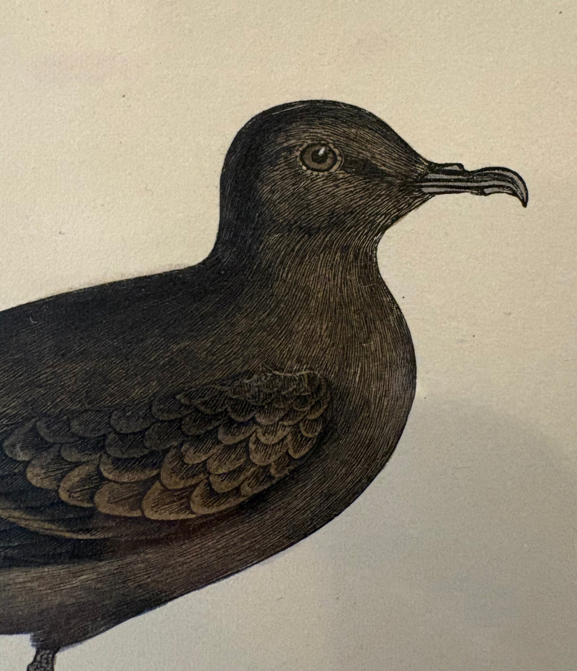 1860s Genuine antique, bird engraving, hand coloured, carved frame, original vintage art