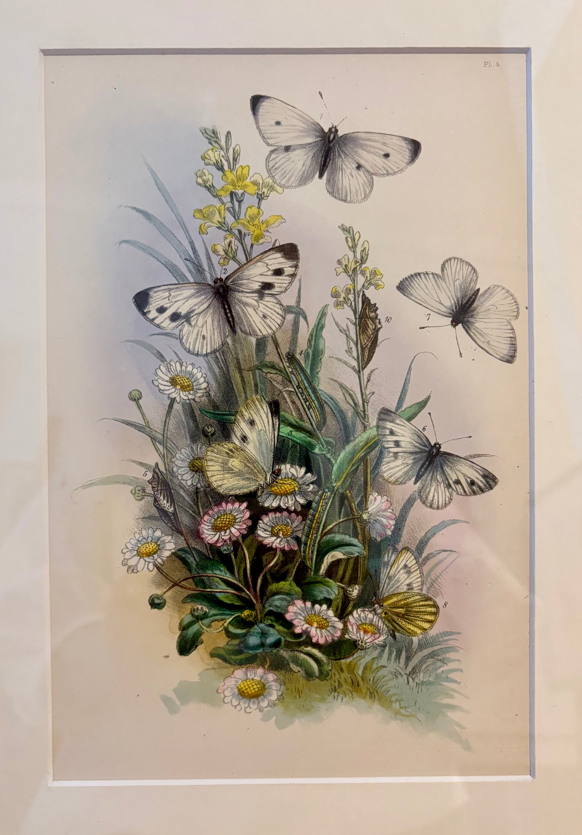 1859 Genuine antique butterfly lithograph with hand colouring, flowers, vintage framed art