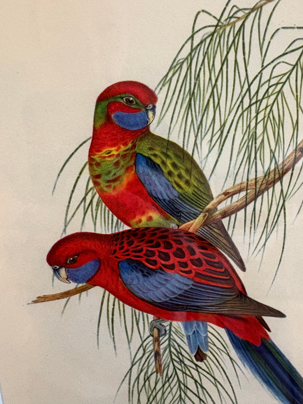 Miniature Gould "Birds of Australia" 1948 print of Rosellas, vintage framed art
