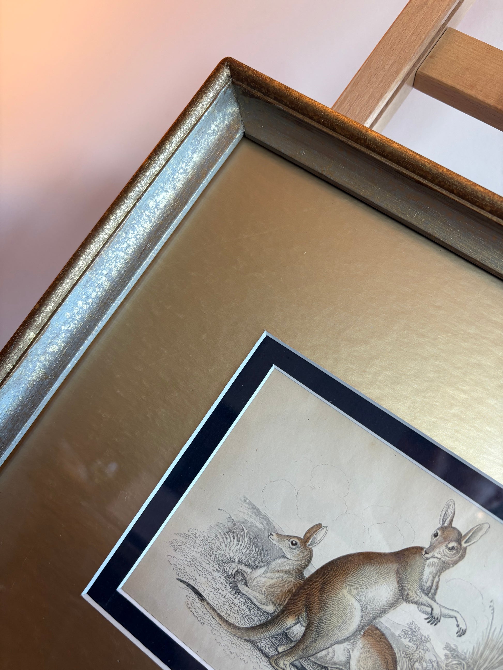 1830s original copperplate engraving, Bennetts Wallaby, kangaroo, framed antique art