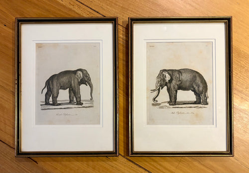 1793 Antique elephant engravings, J Webber, pair, framed vintage art