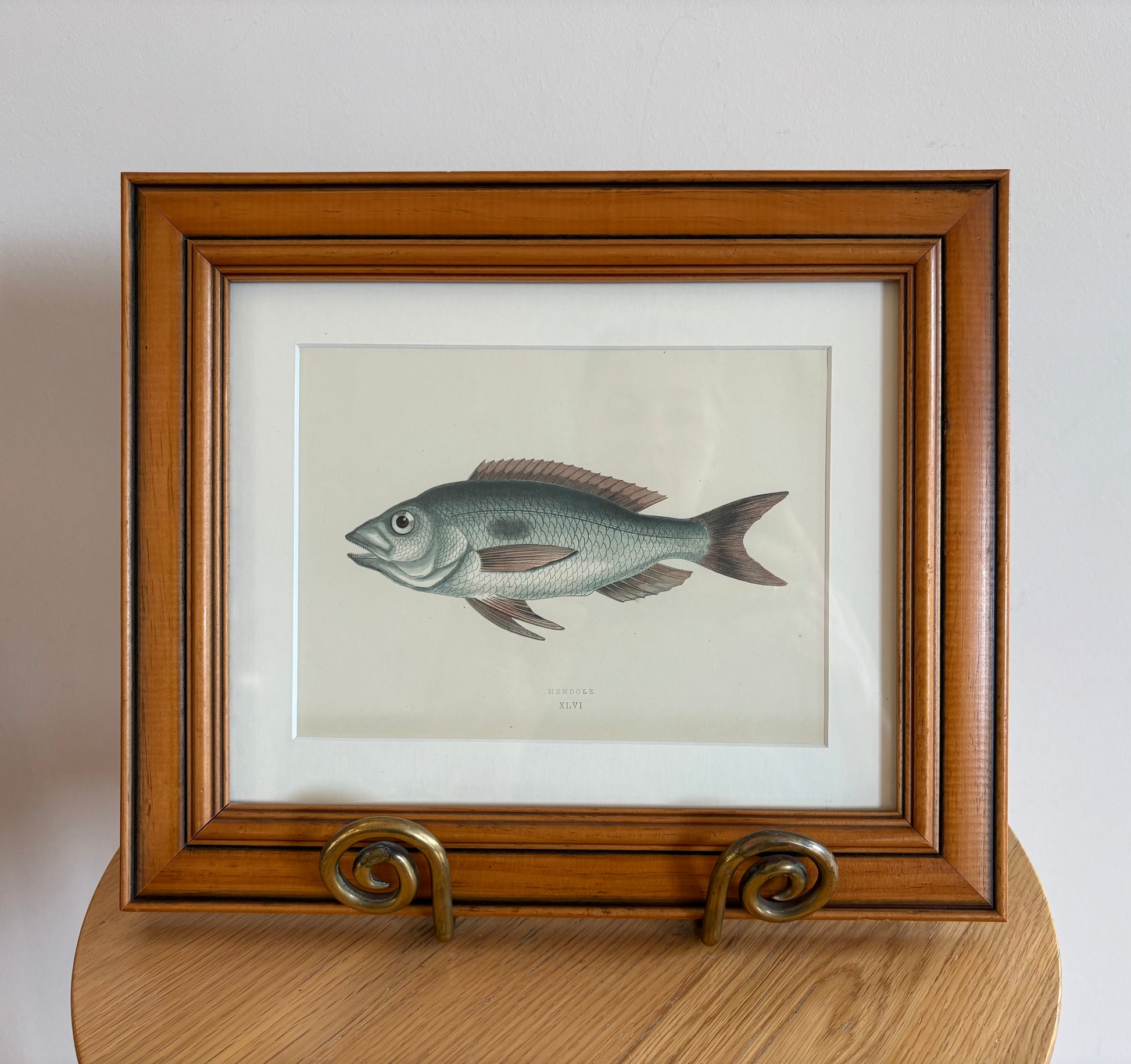 1860s Genuine antique fish engraving, hand coloured, framed original vintage wall art