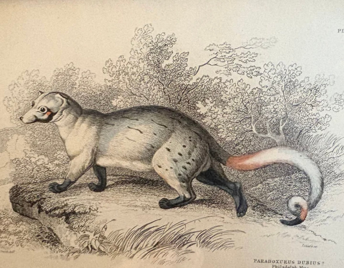 1830s Genuine antique, Palm Civet, engraving, hand coloured, framed original vintage wall art