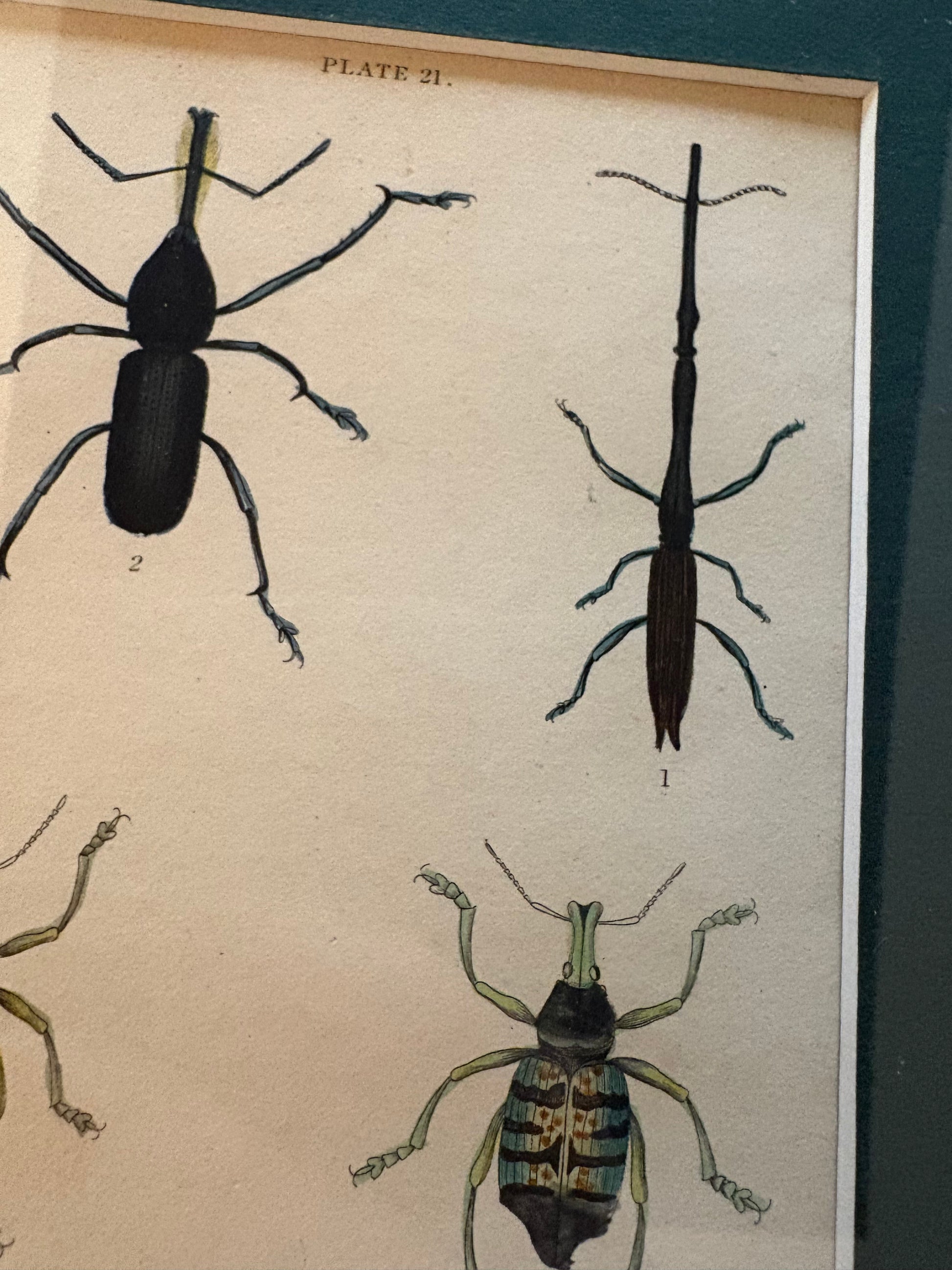1835 genuine antique beetle artwork, hand coloured engraving, framed wall art, JamesDuncan,