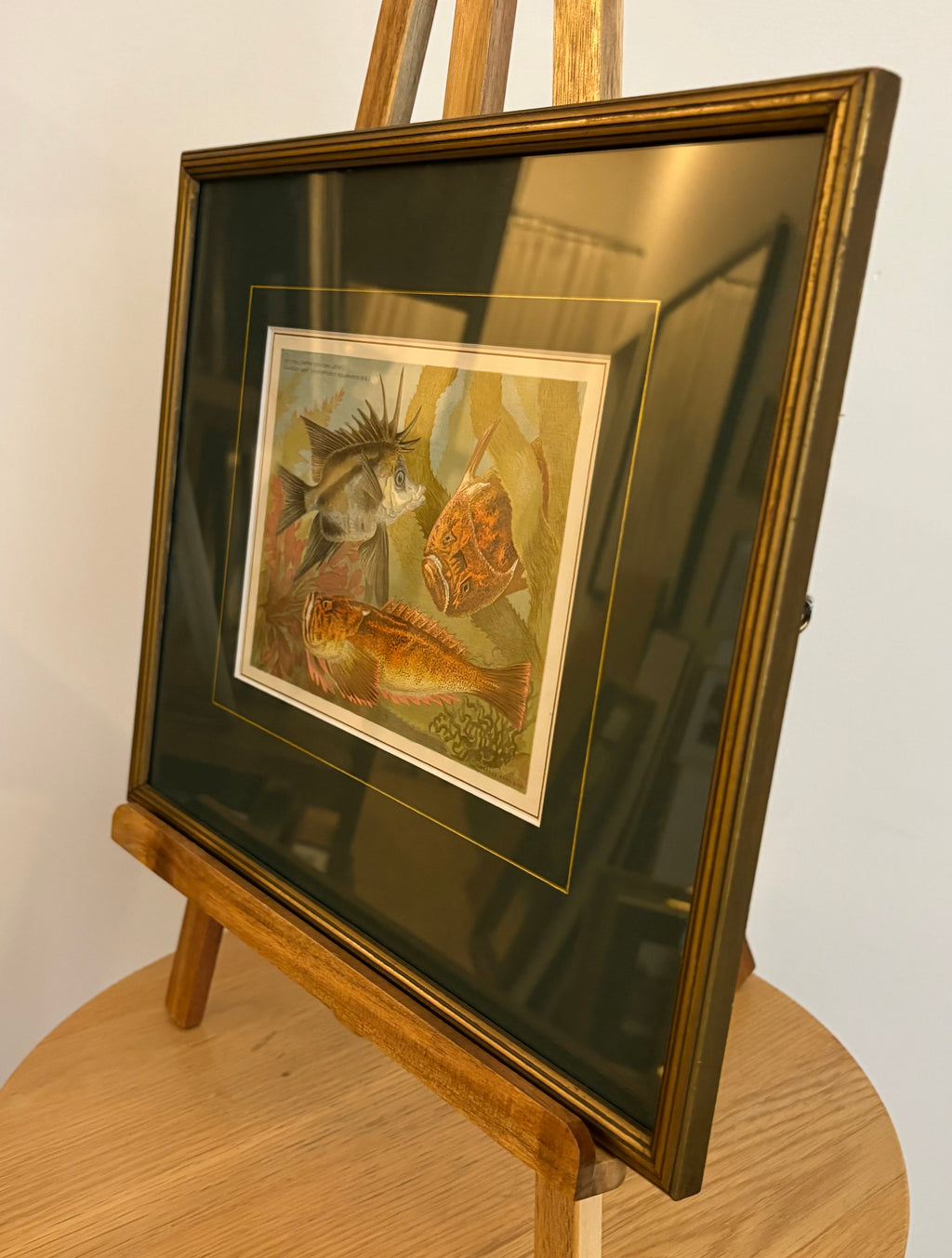 1881 Antique chromolithograph, Louisa A Meredith, Australian, fish, framed art