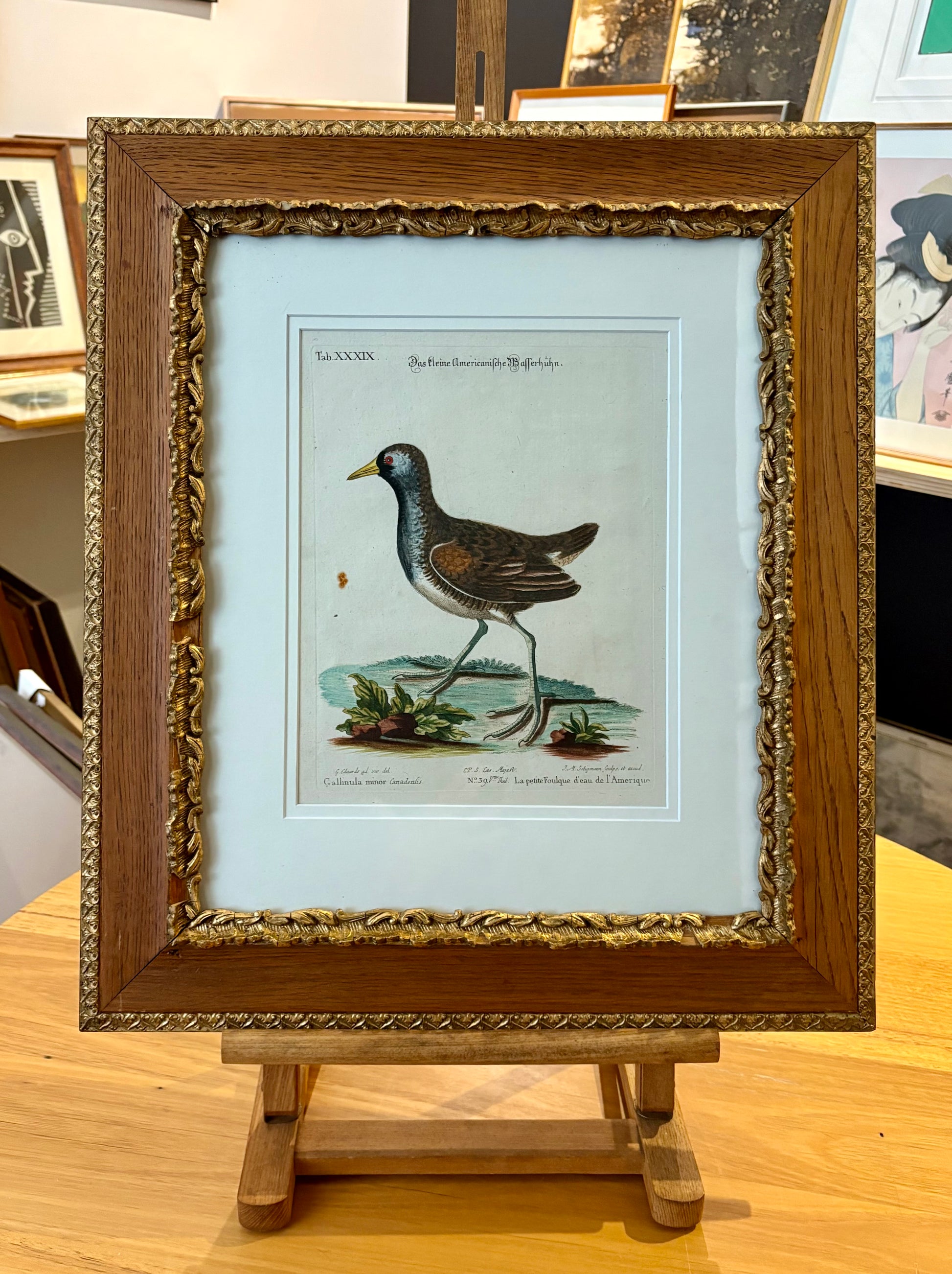 1760s Genuine antique, Bird, engraving, hand coloured, carved frame, original vintage art