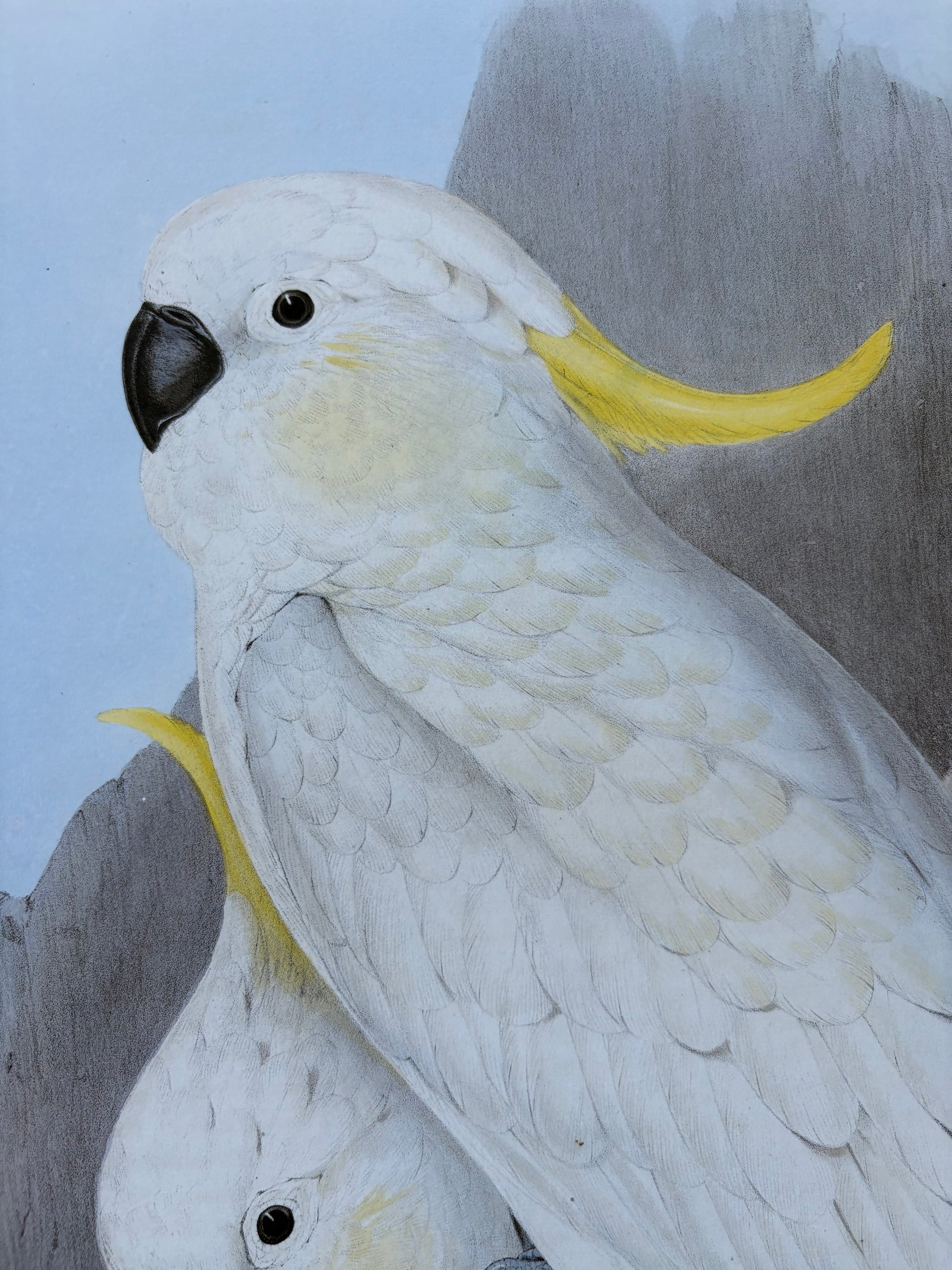1989 Authentic limited Edition Gould print, White Cockatoo, vintage art