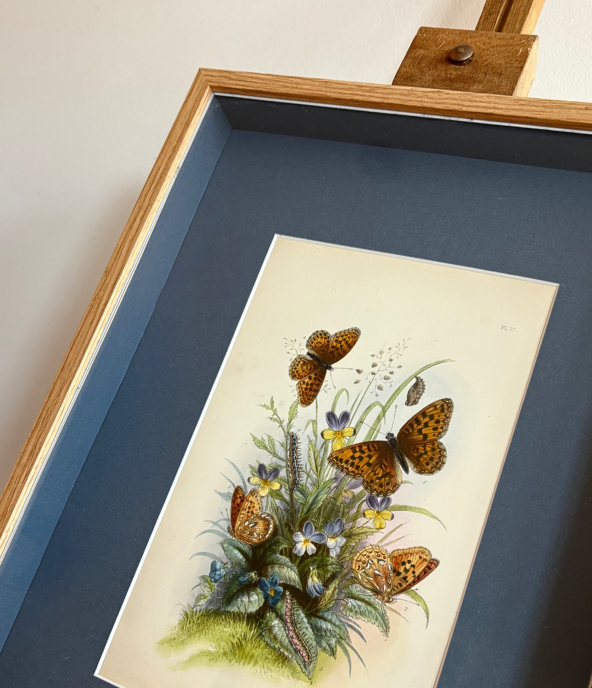 1840s Genuine antique butterfly lithograph with hand colouring, flowers, vintage framed art