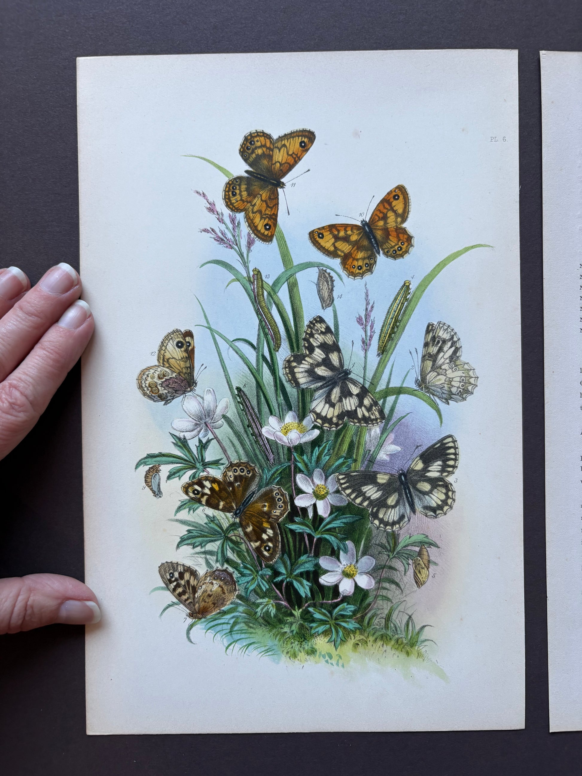 1840s Genuine antique butterfly lithograph with hand colouring, flowers, vintage art