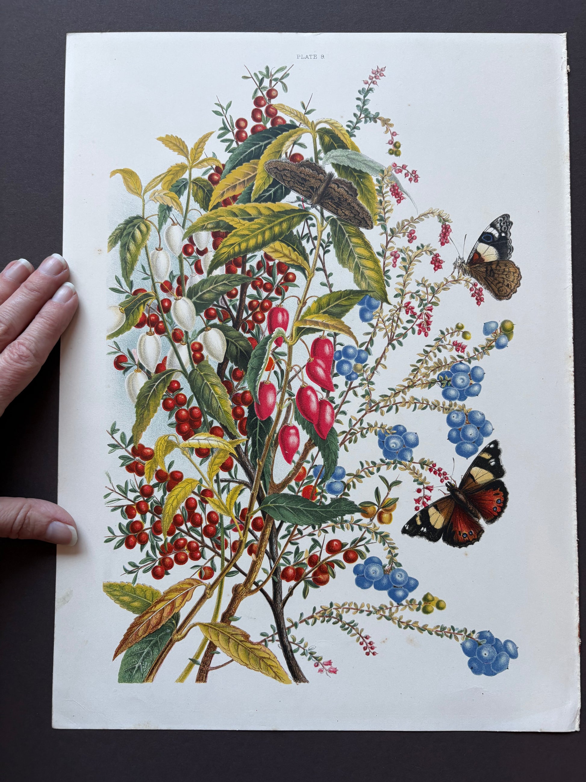 1891 Antique chromolithograph, Louisa A Meredith, Australian, botanical art