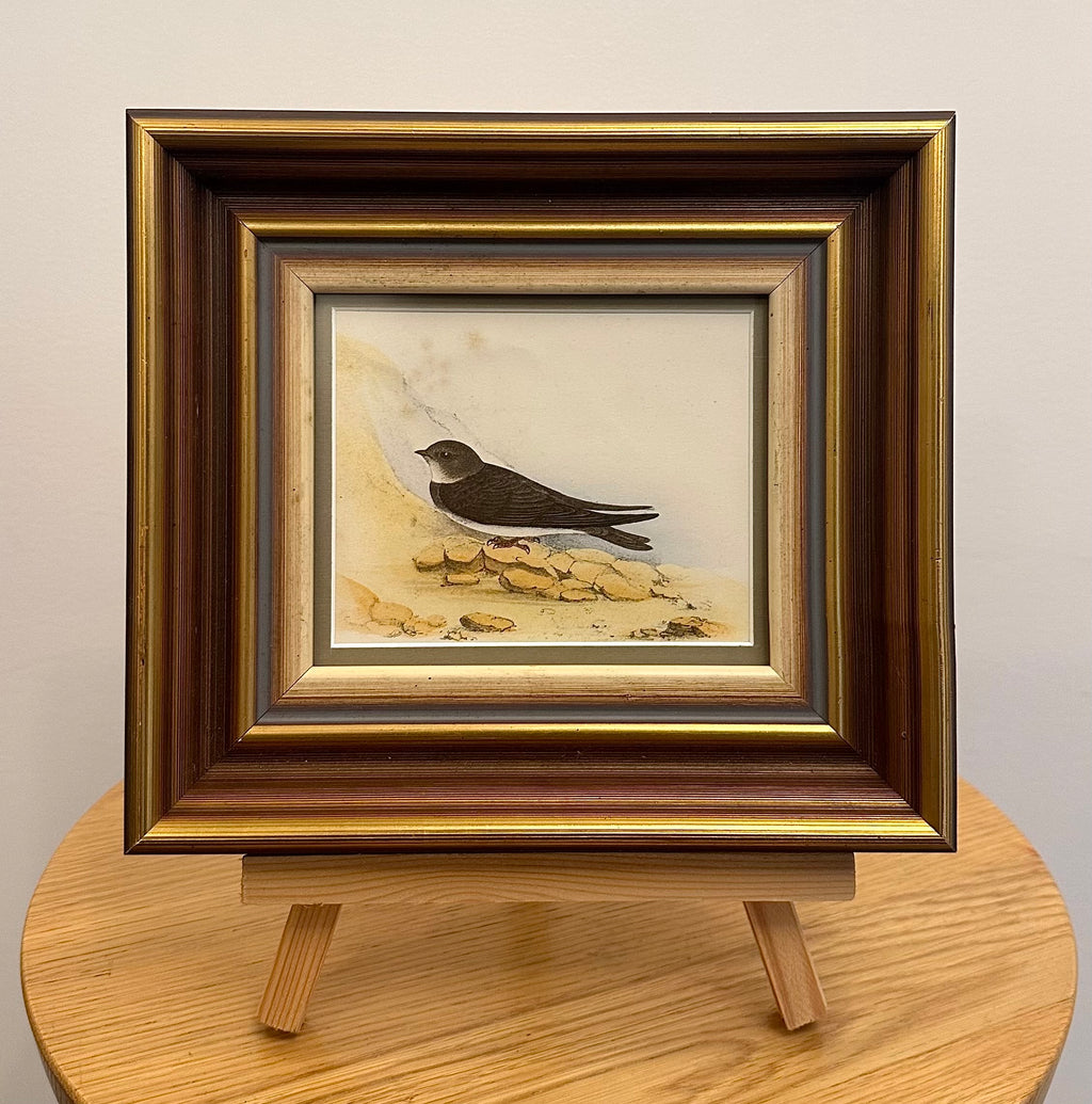 1850s Genuine antique, bird engraving, hand coloured, framed original vintage art