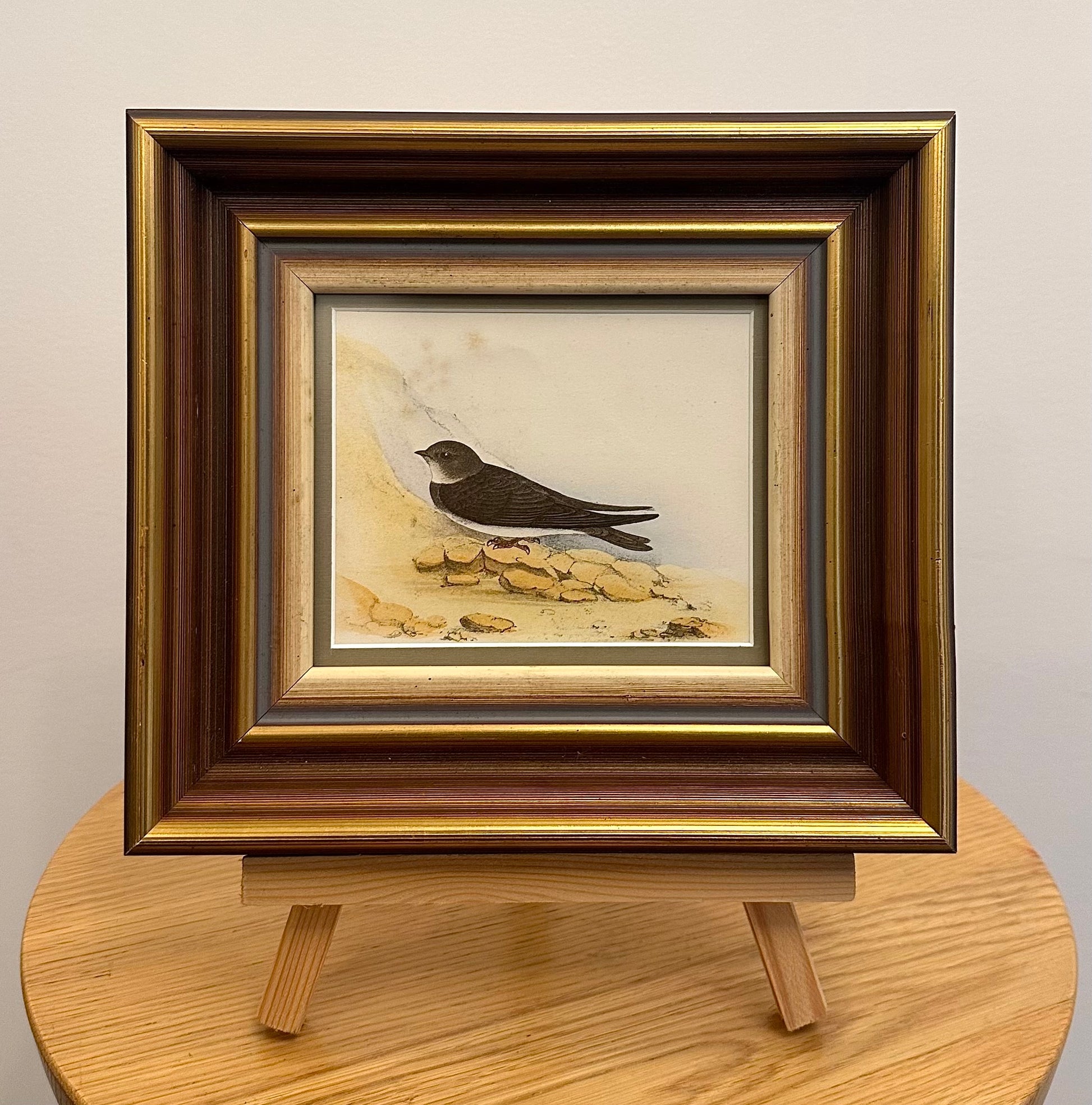 1850s Genuine antique, bird engraving, hand coloured, framed original vintage art