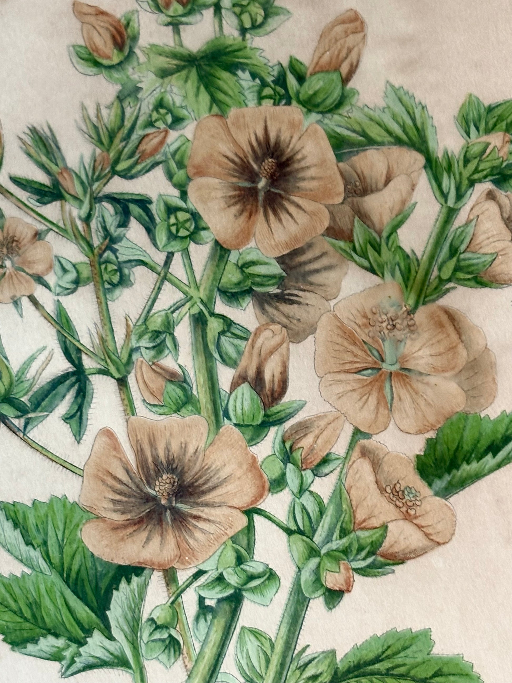 Antique wood engraving, hand coloured, pink flowers, framed botanical art