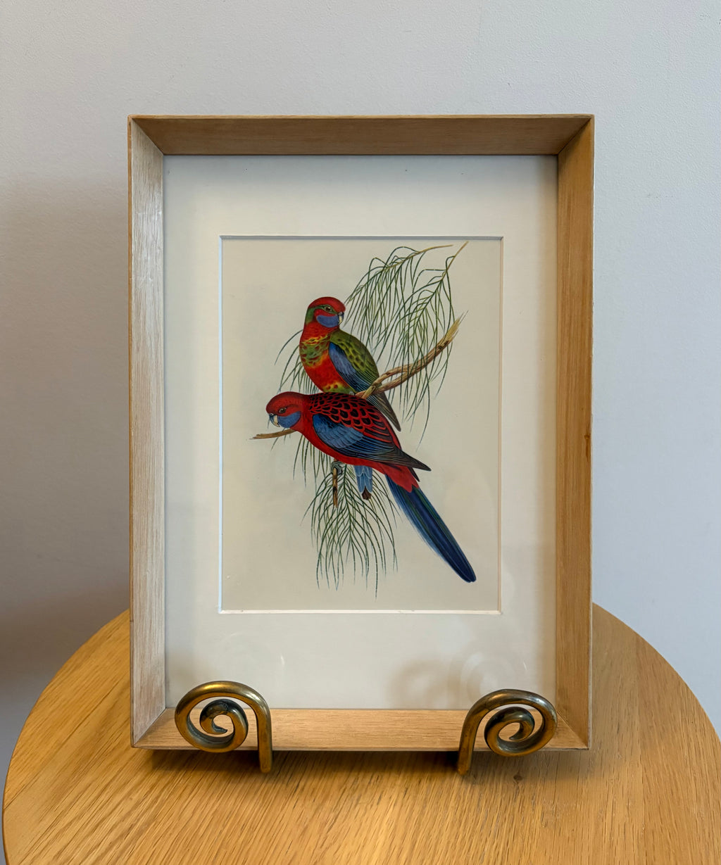 Miniature Gould "Birds of Australia" 1948 print of Rosellas, vintage framed art