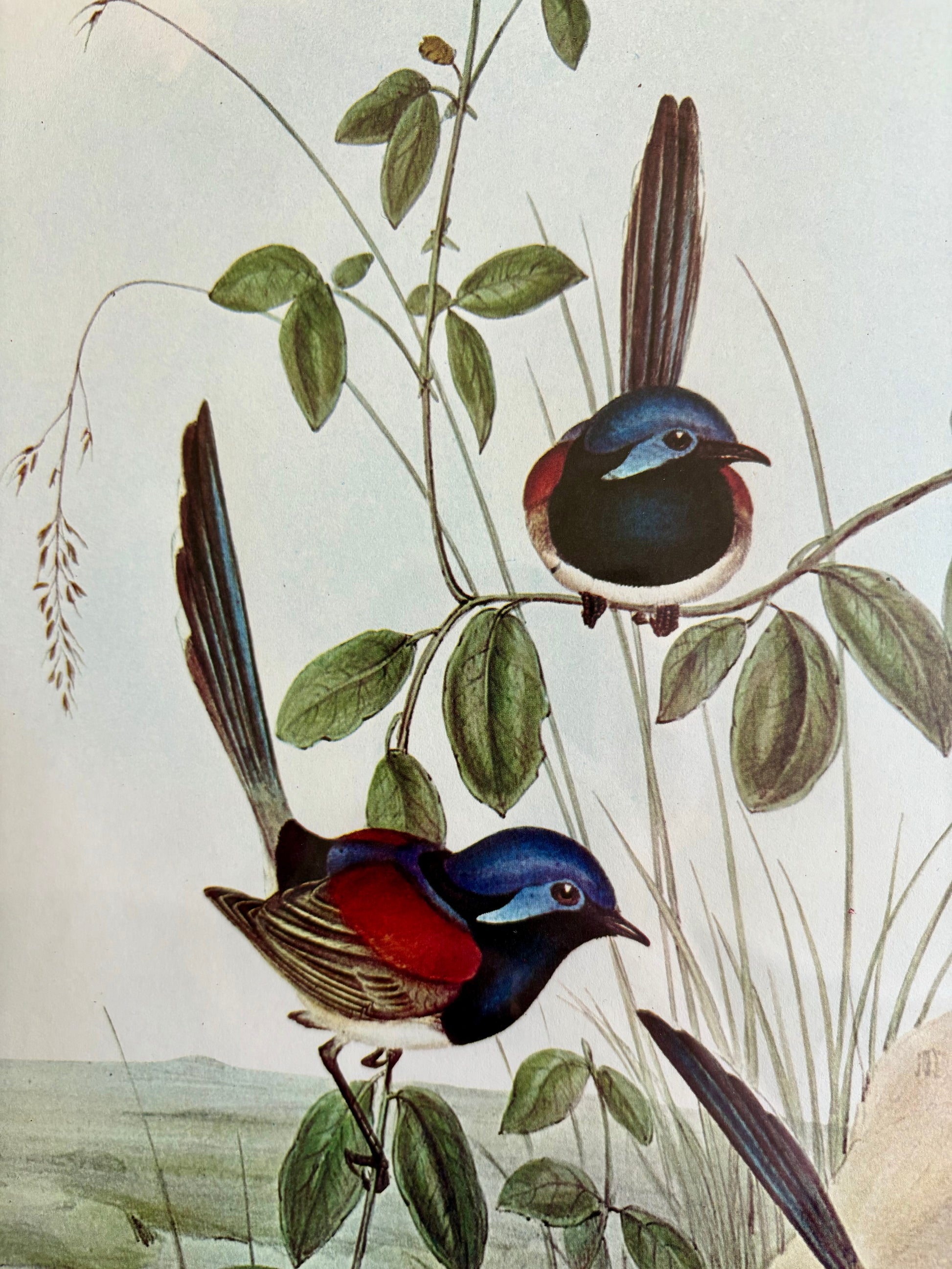 Gould "Birds of Australia" 1972 print of Blue Wrens, vintage framed art
