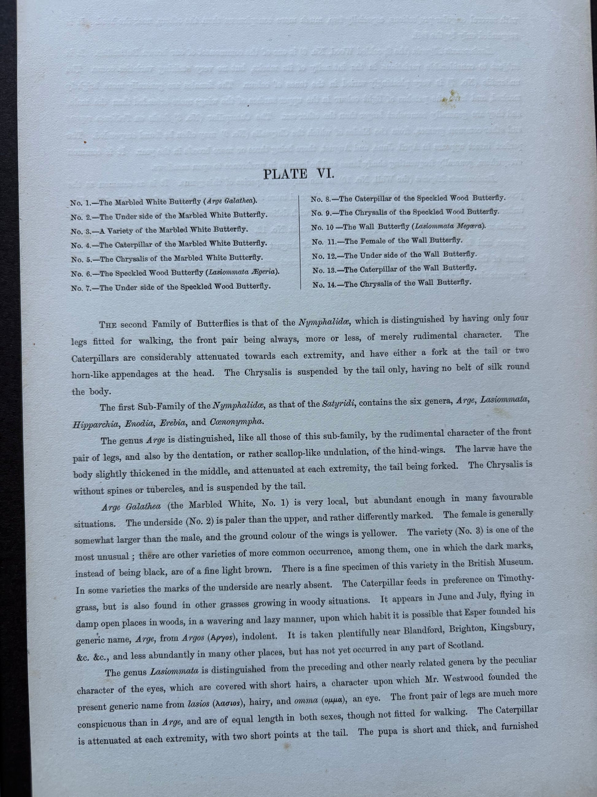 1840s Genuine antique butterfly lithograph with hand colouring, flowers, vintage art