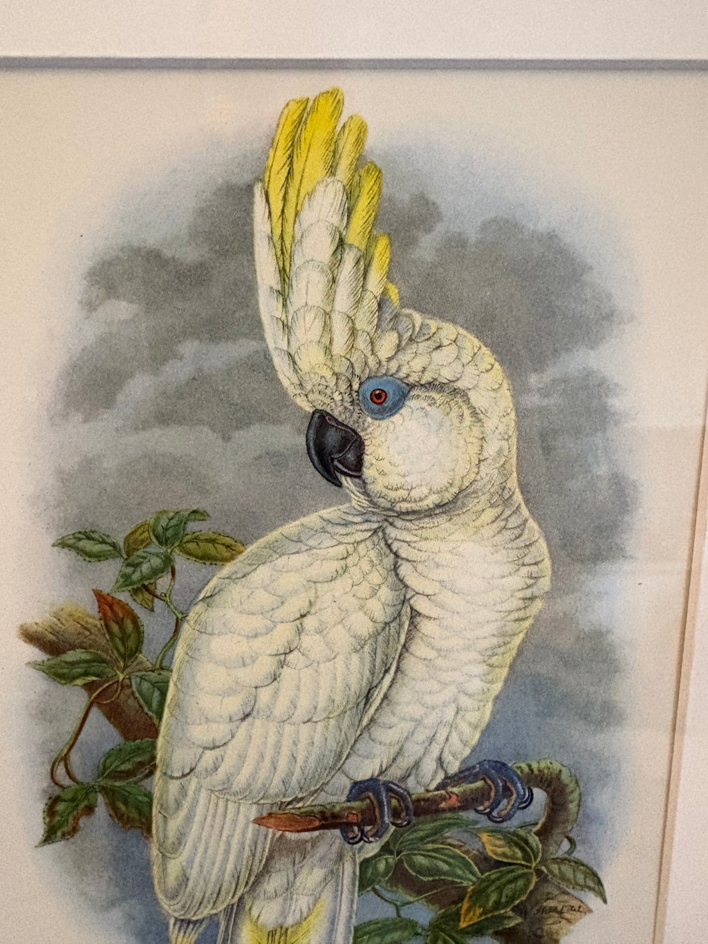 Miniature Gould "Birds of Australia" 1948 print of Cockatoo, vintage framed art