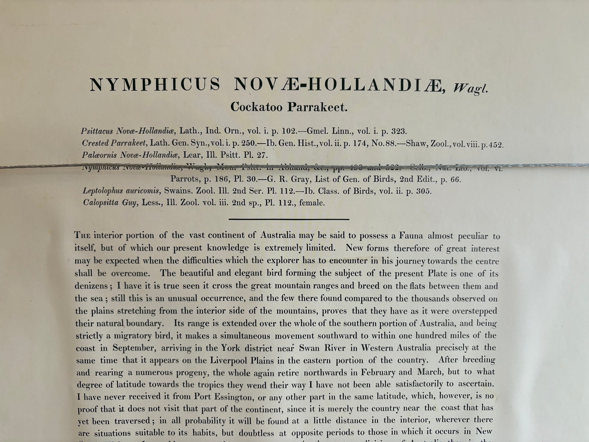 1989 Authentic limited Edition Gould print, Baraband's Cockatiel, vintage art