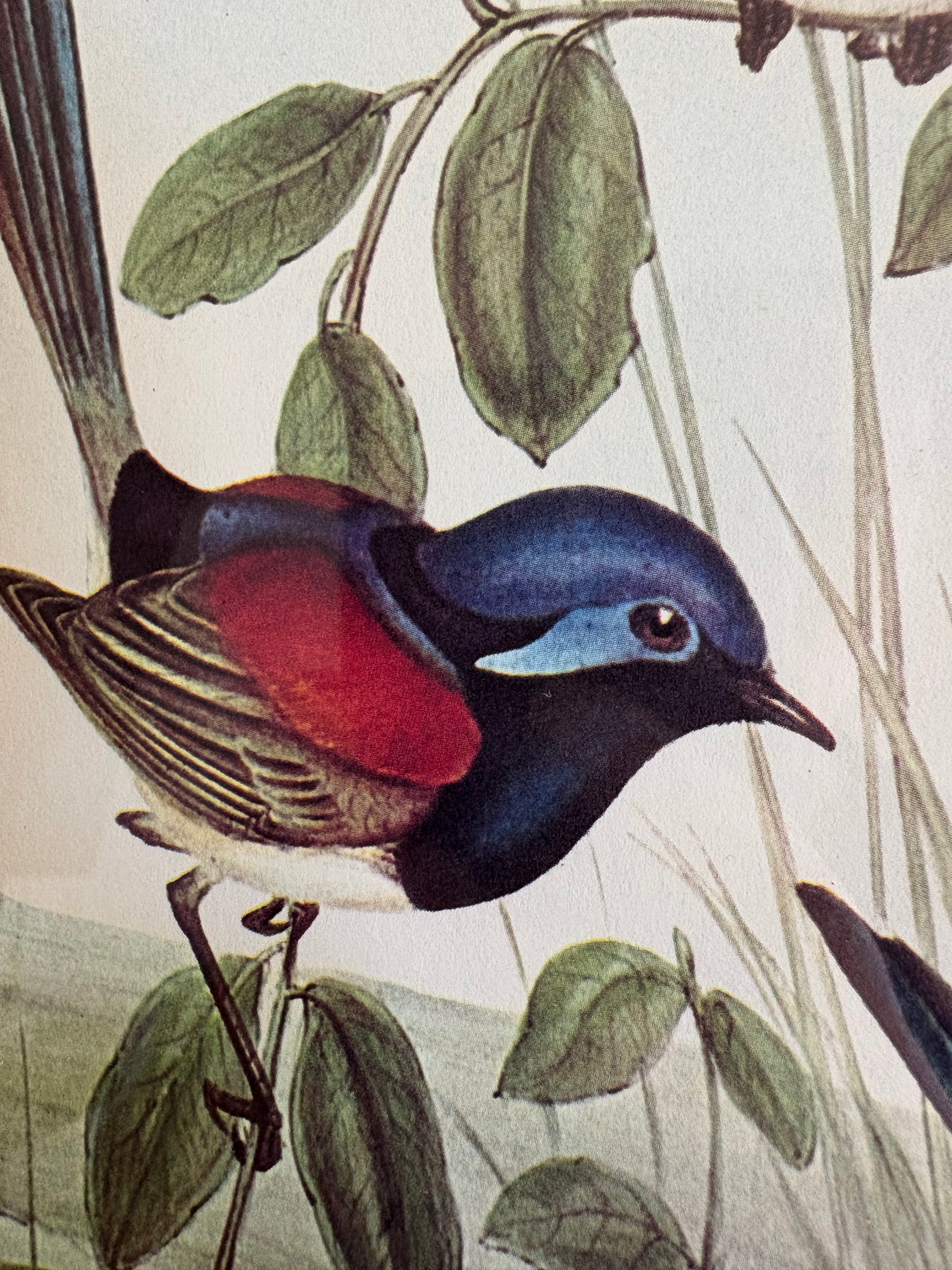 Gould "Birds of Australia" 1972 print of Blue Wrens, vintage framed art