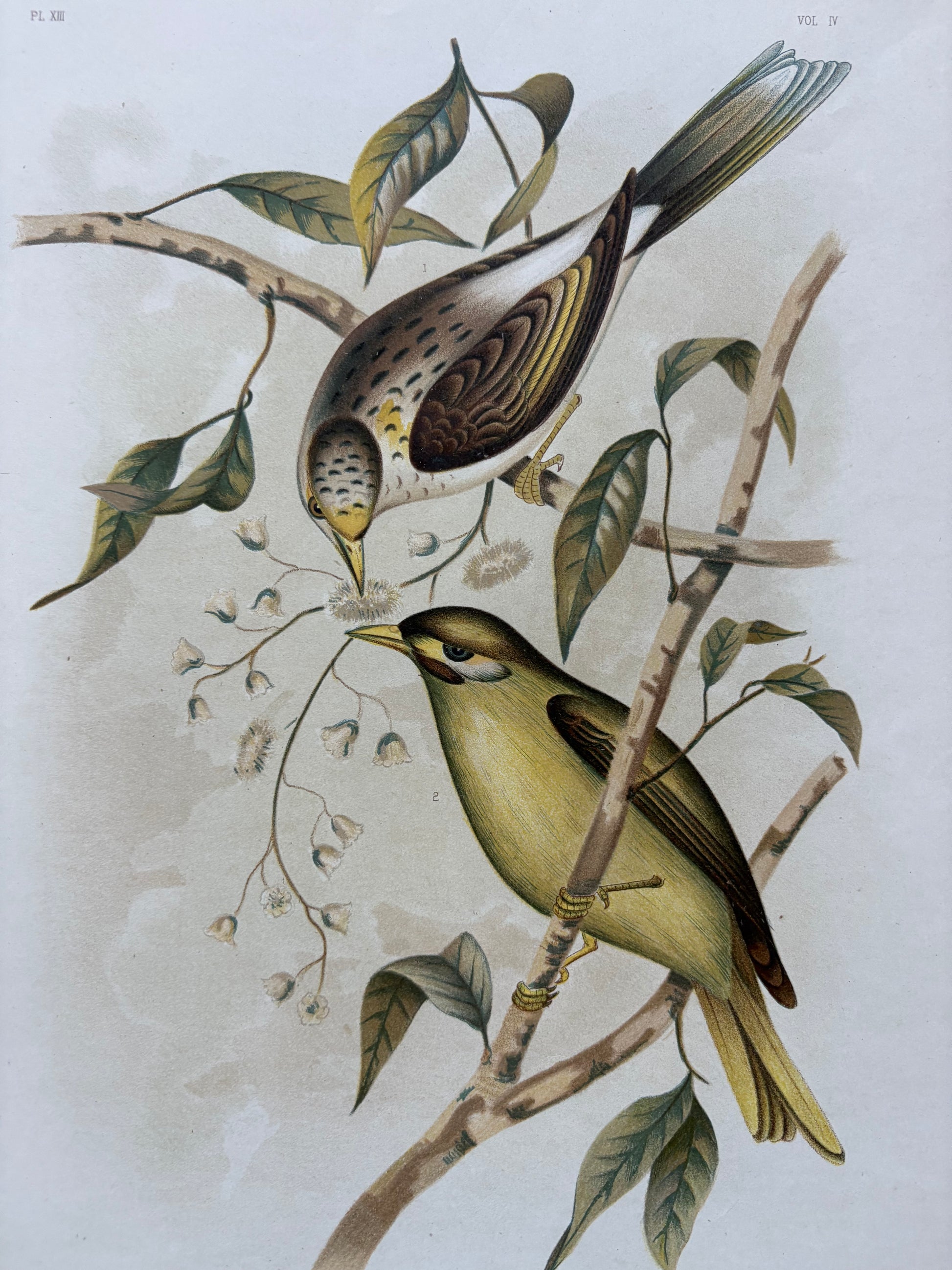 1891 Antique lithographic print, Gracius Broinowski, Honeyeater, Australian birds, unframed art