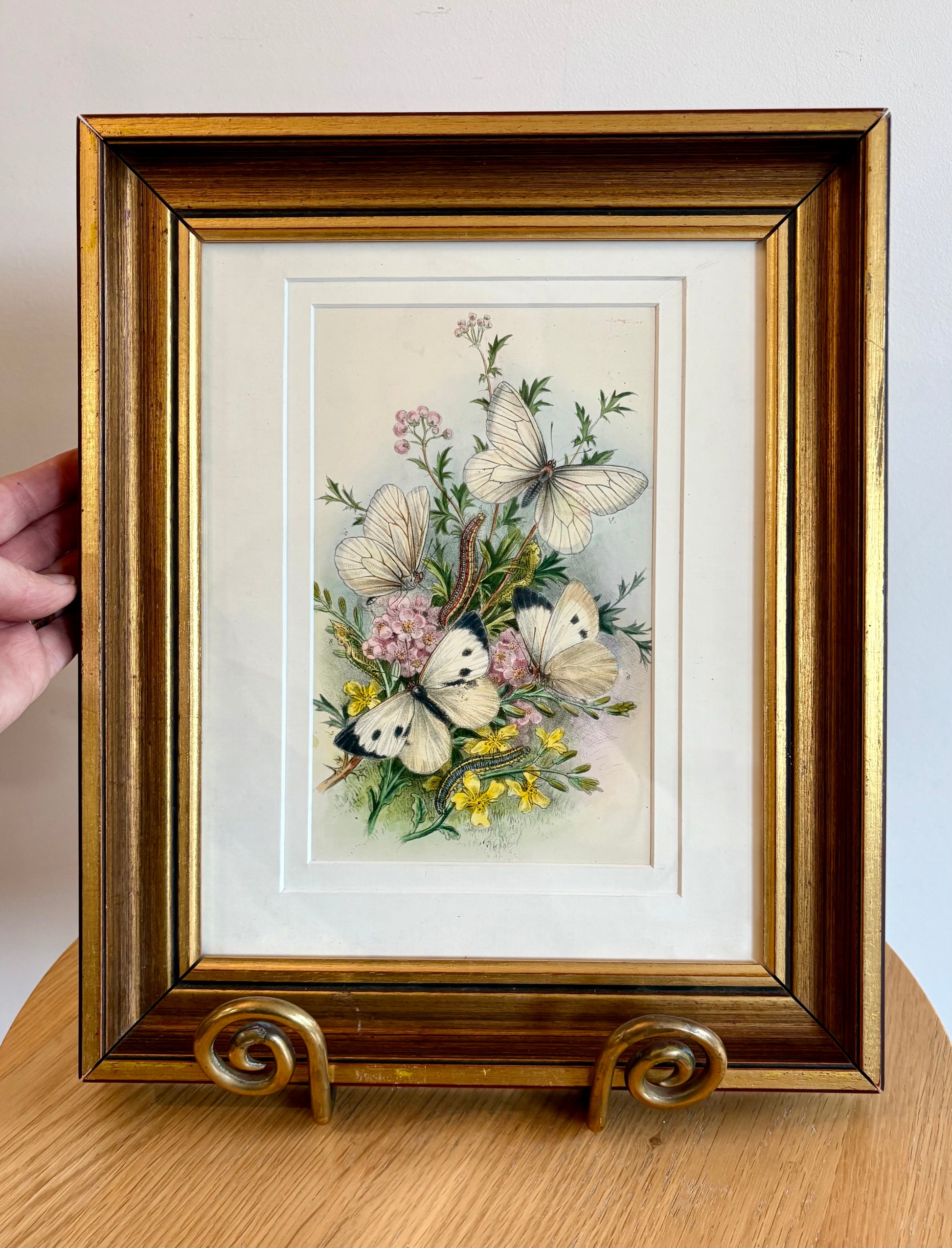 1859 Genuine antique butterfly lithograph with hand colouring, flowers, vintage framed art