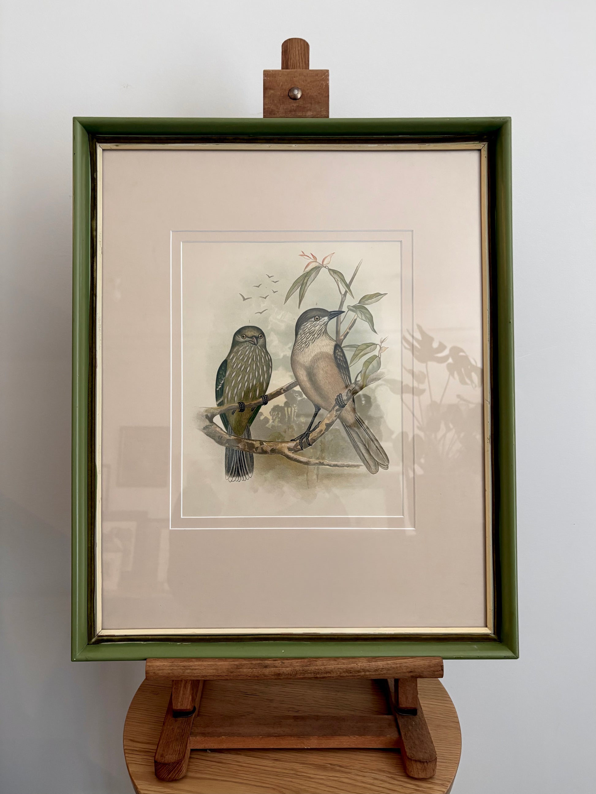1891 Antique lithographic print, Gracius Broinowski, Bowerbird, Australian birds, framed art