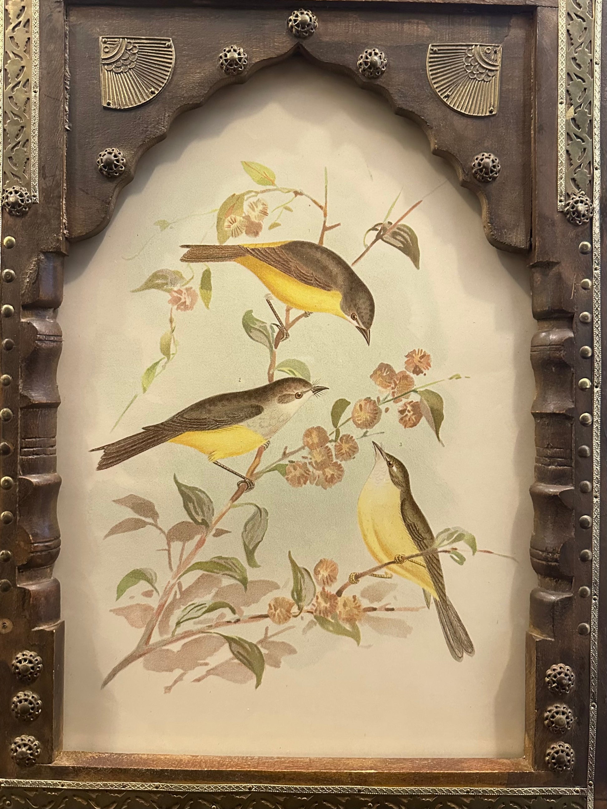 1891 Antique lithographic print, Gracius Broinowski,, Australian birds, framed art