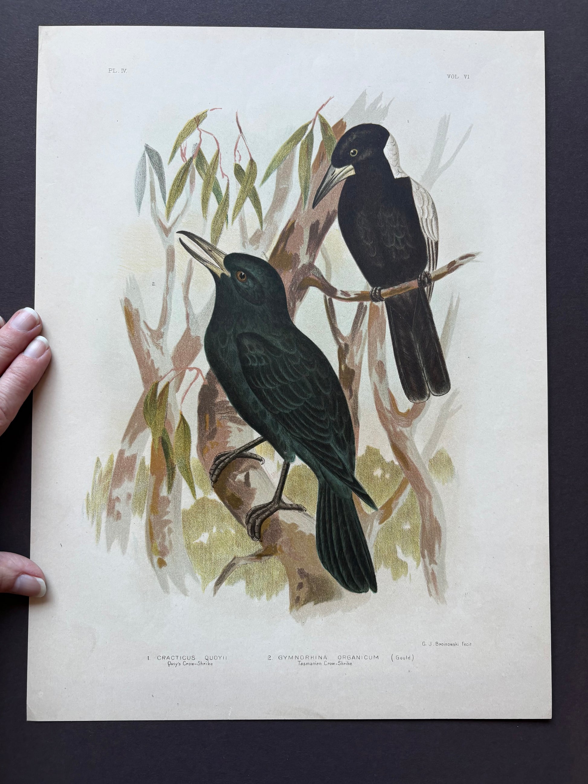 1891 Antique lithographic print, Gracius Broinowski, Butcherbird, Australian birds, unframed art