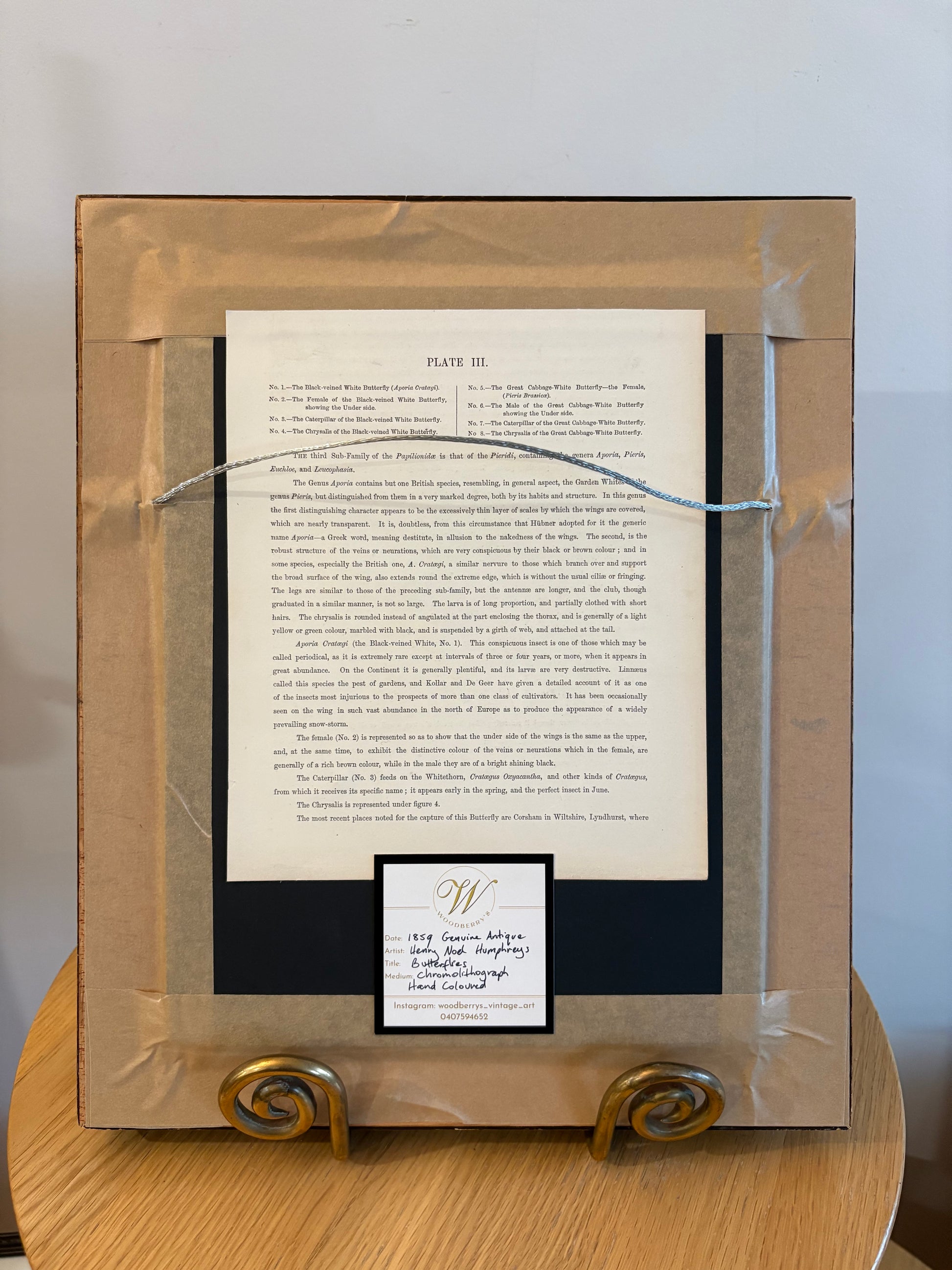 1859 Genuine antique butterfly lithograph with hand colouring, flowers, vintage framed art