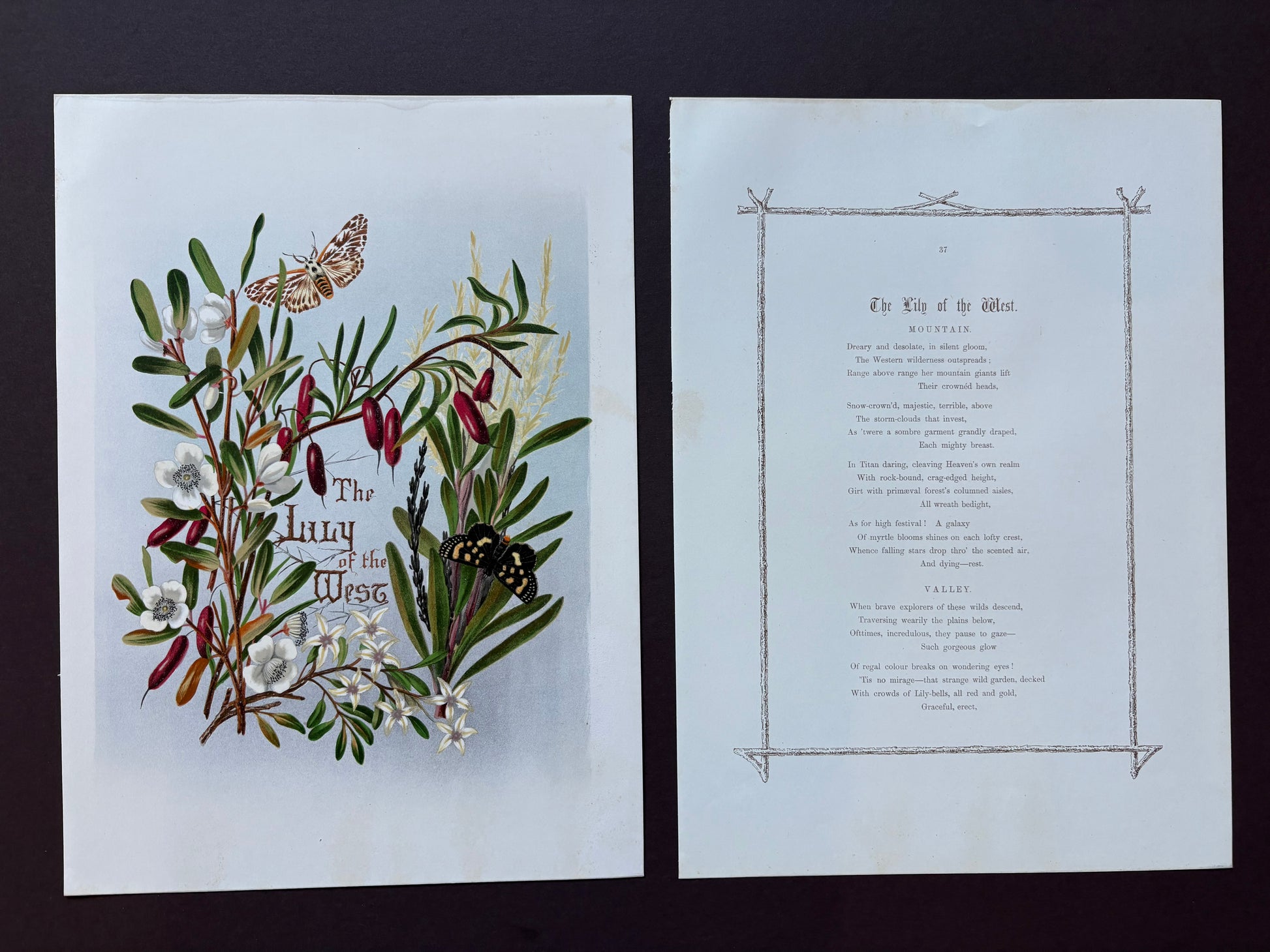 1891 Antique chromolithograph, Louisa A Meredith, Australian, botanical art, Lily