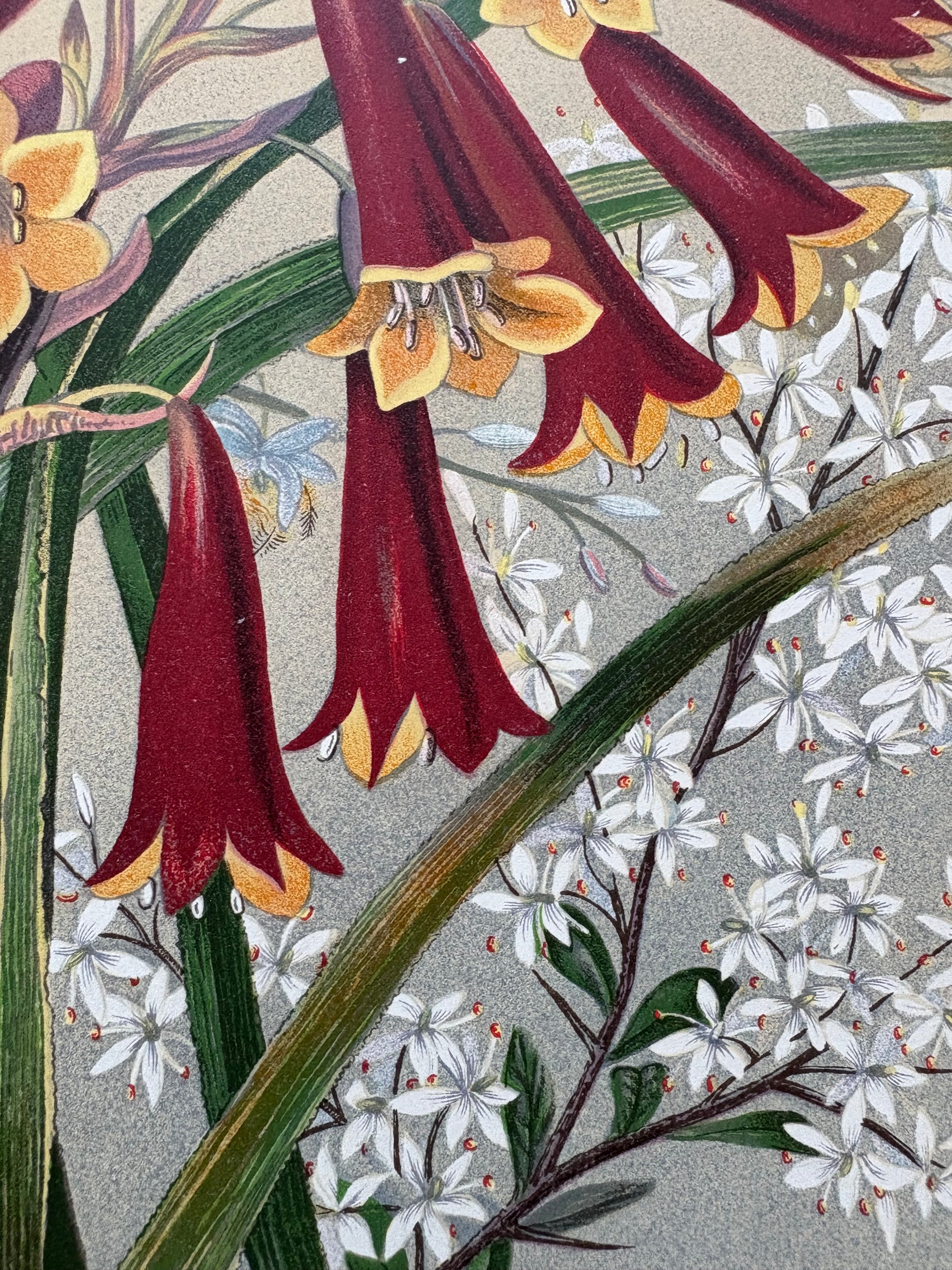 1891 Antique chromolithograph, Louisa A Meredith, Australian, botanical art, butterfly