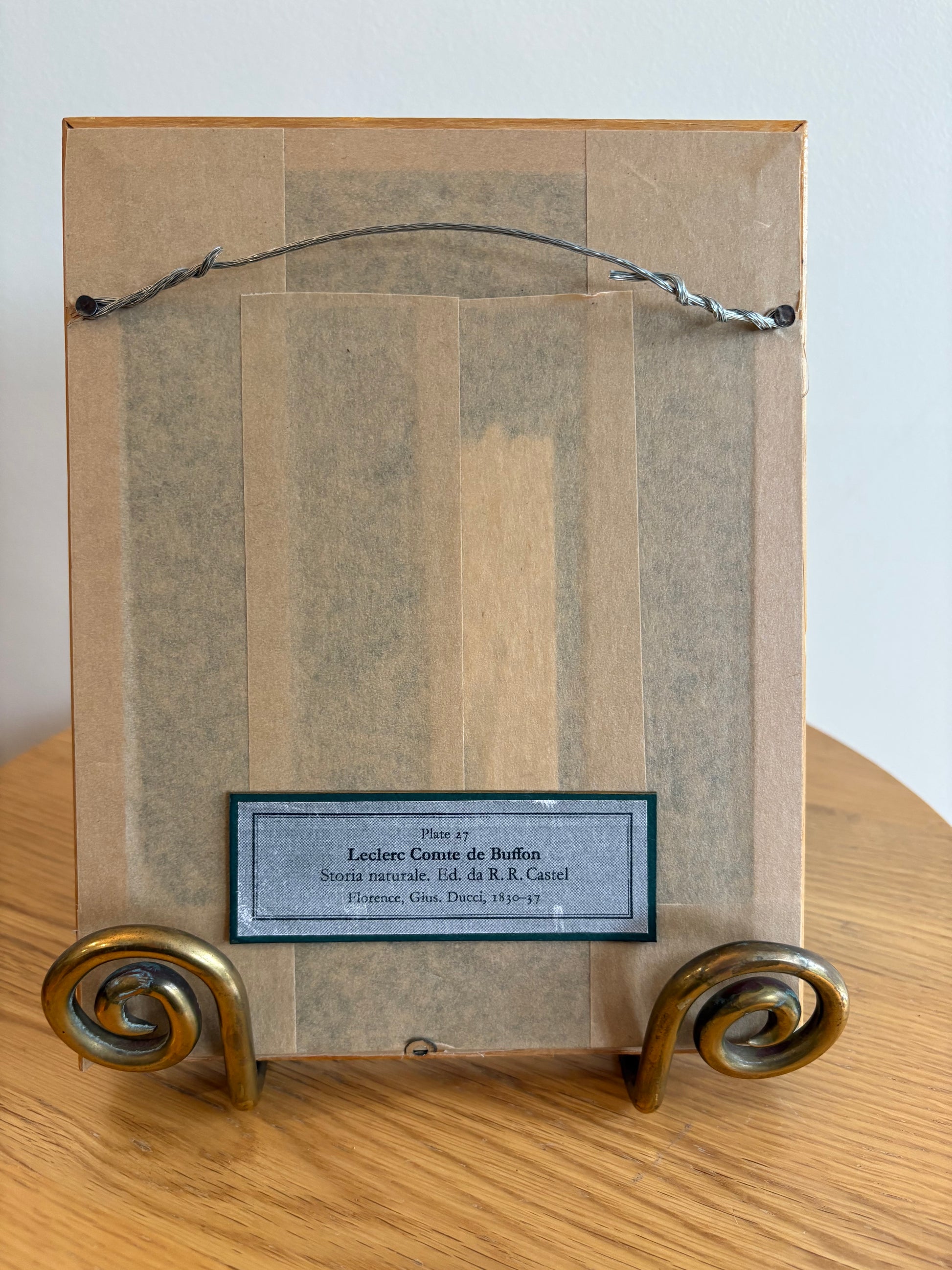 1830s Genuine antique fish engraving, hand coloured, framed original vintage wall art