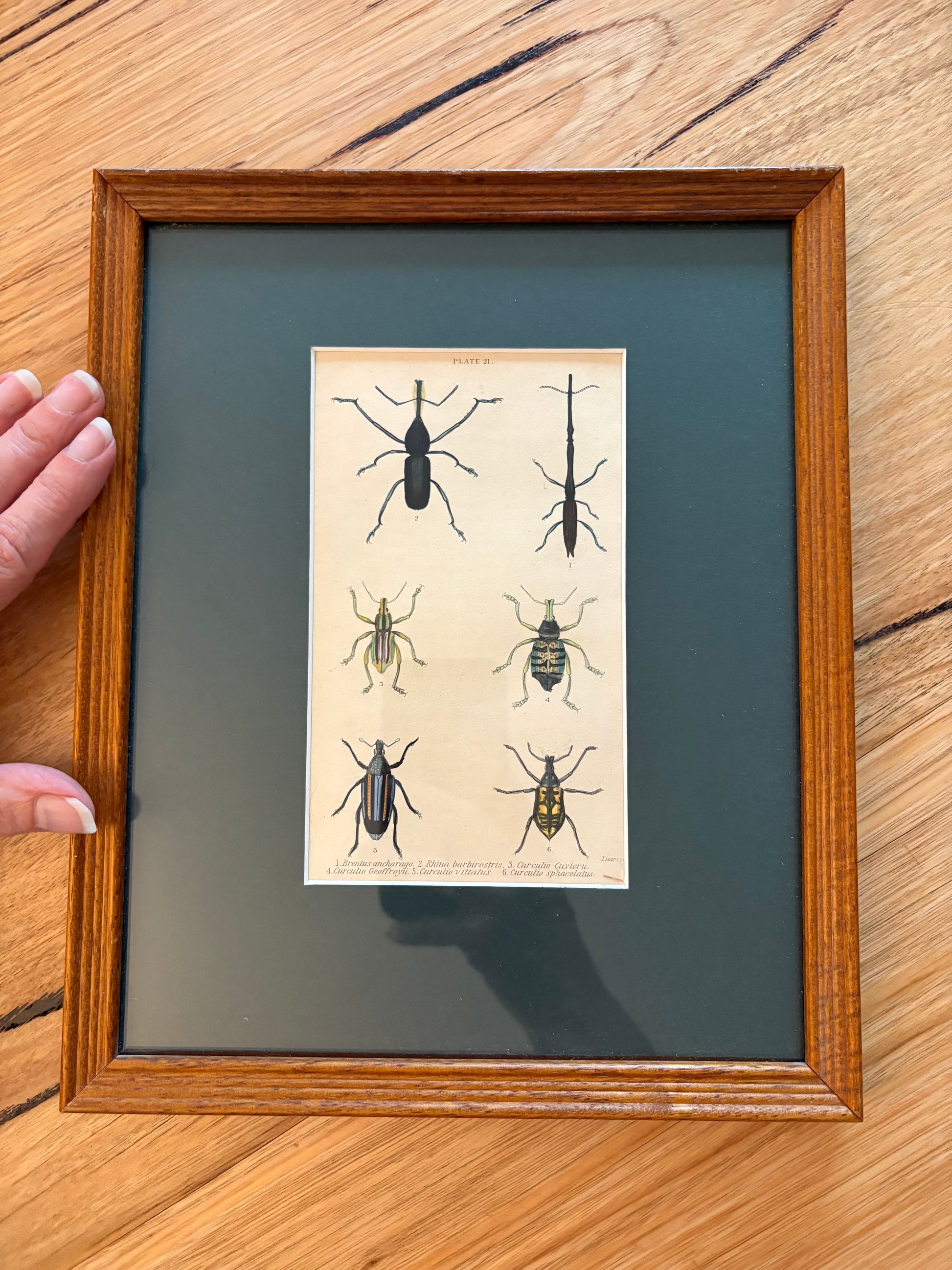 1835 genuine antique beetle artwork, hand coloured engraving, framed wall art, JamesDuncan,