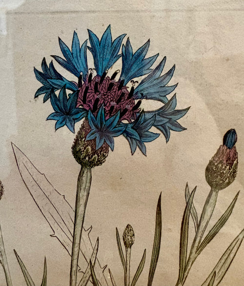 1795 antique botanical art engraving, cornflower, hand painted, framed art, flower