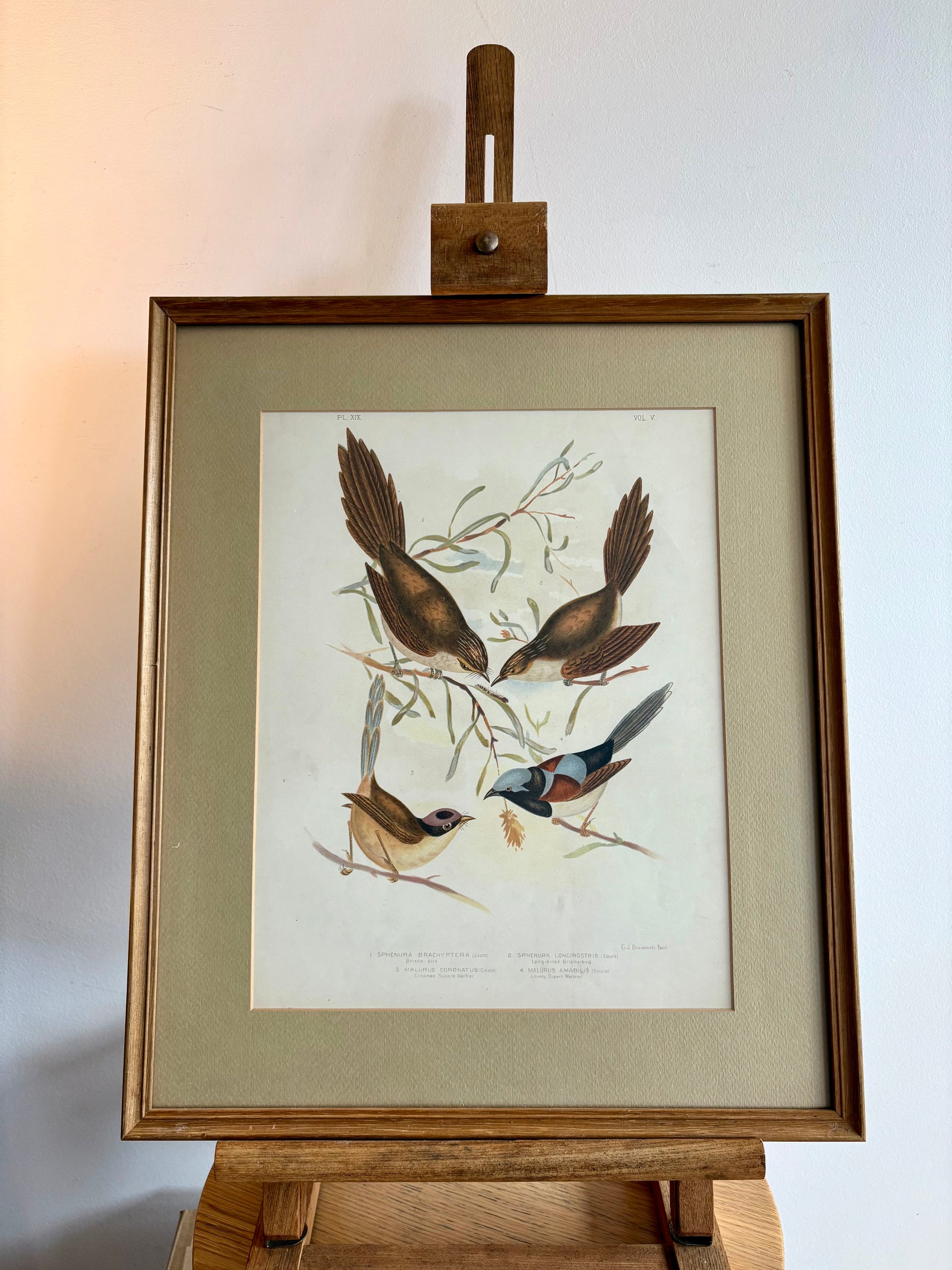 1891 Antique lithographic print, Gracius Broinowski, Warblers, Australian birds, framed art